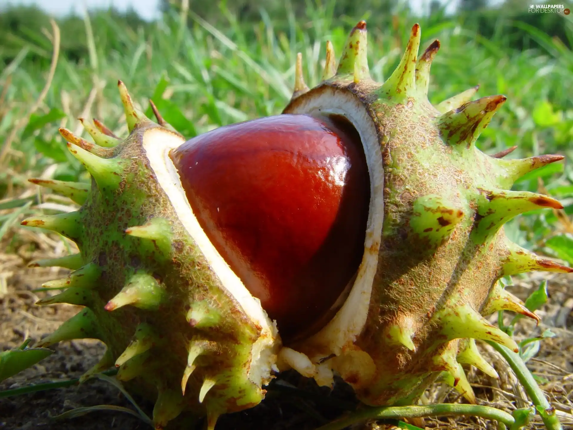 Spikes, Brown, chestnuts