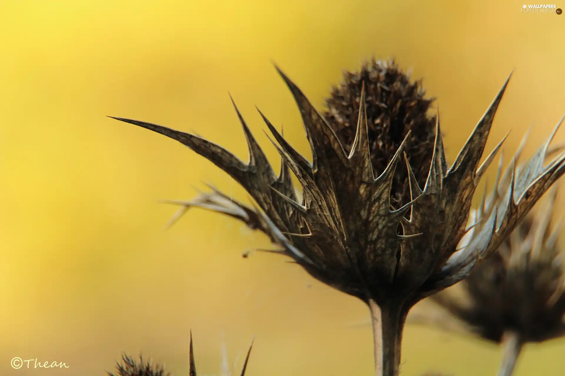 Spikes, dry, teasel