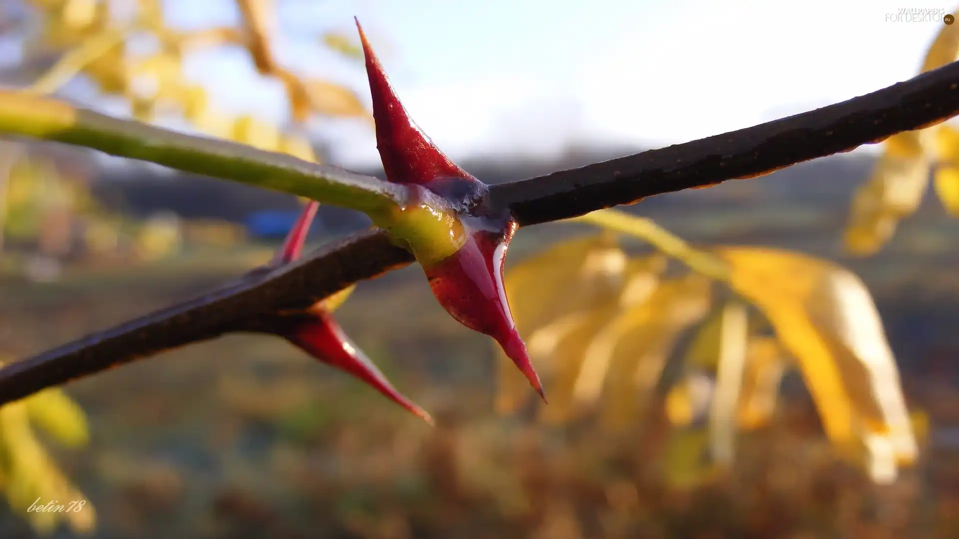 Spikes, Leaf, twig