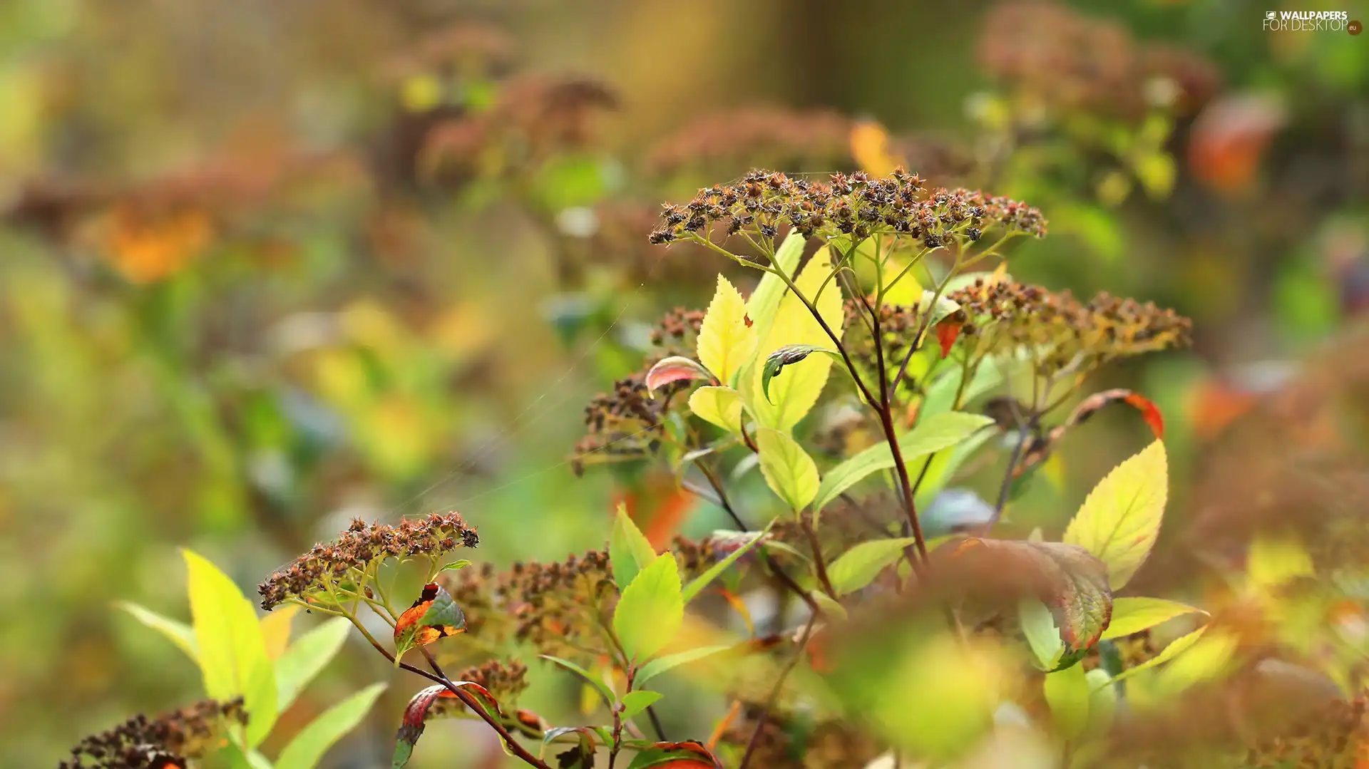 Bush, Spiraea