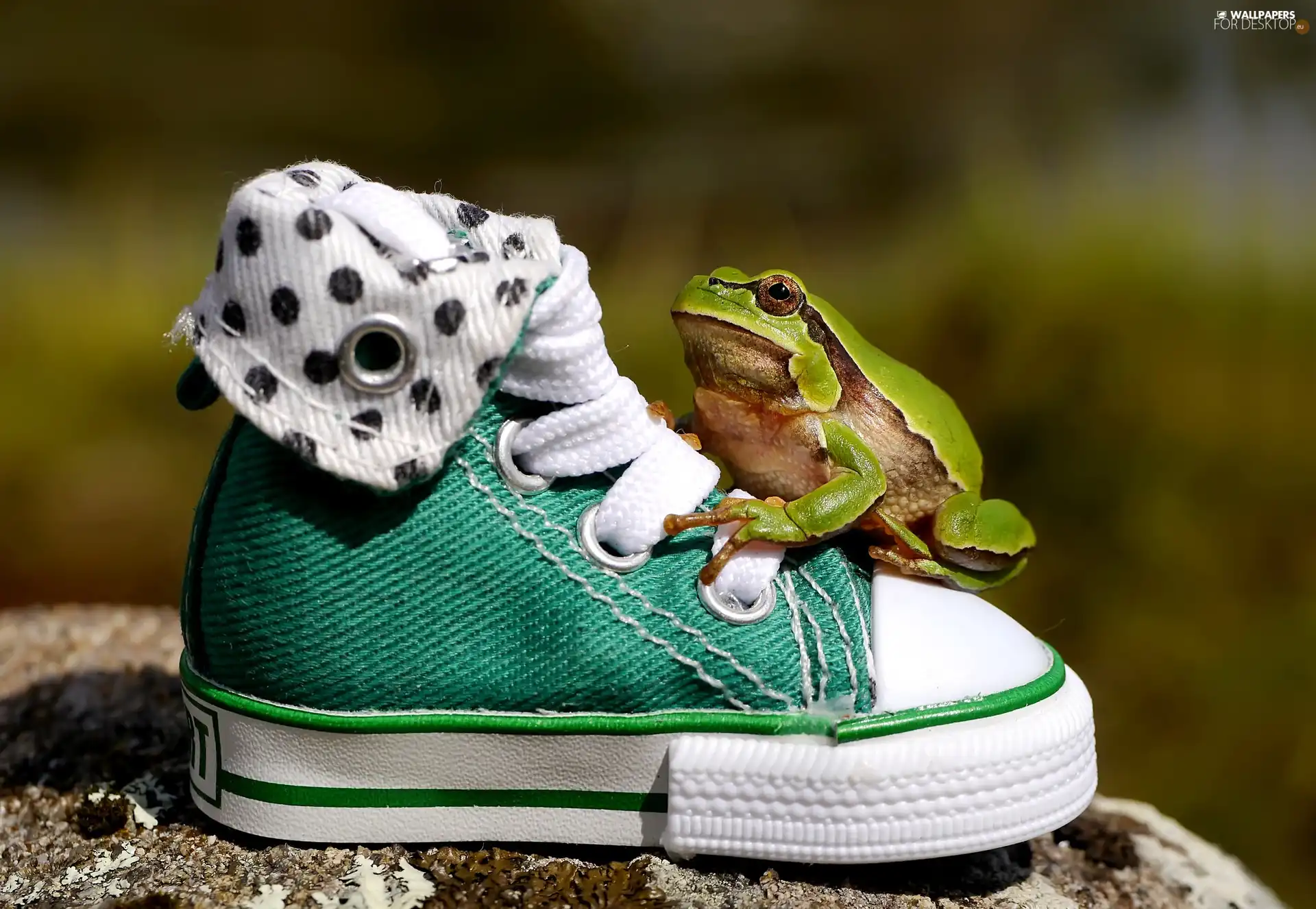 strange frog, ##, Sport