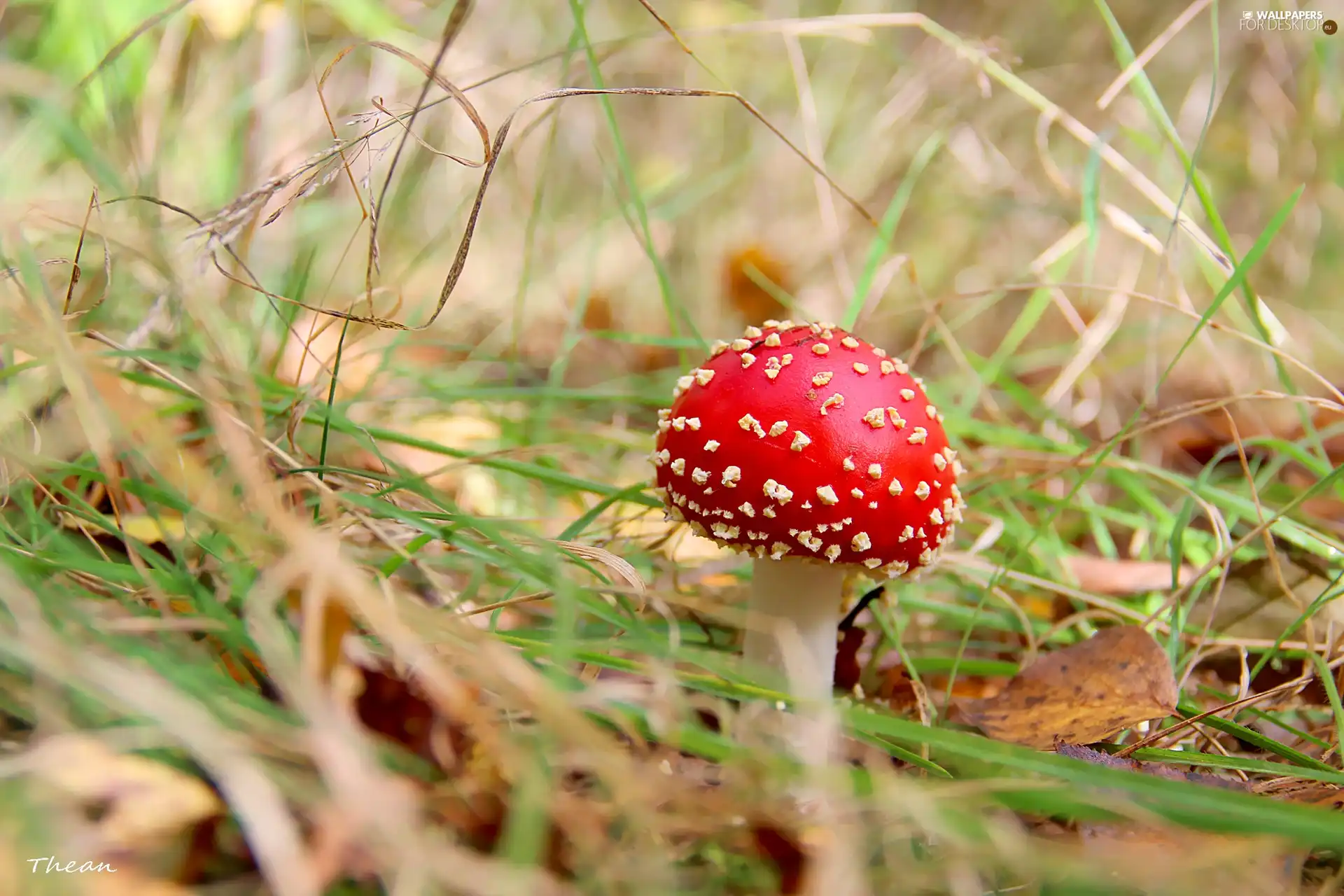 White, toadstool, Hat, Red, mushroom, Spots, grass