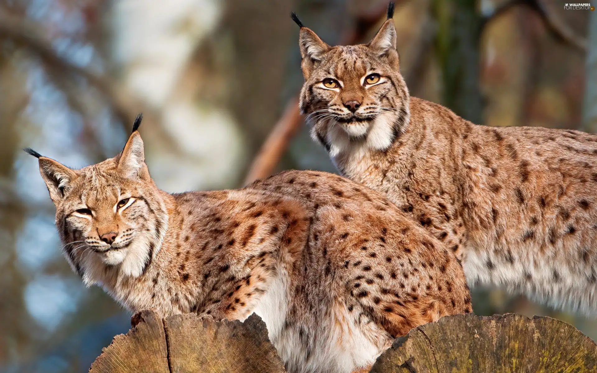 spots, lynx, Logs