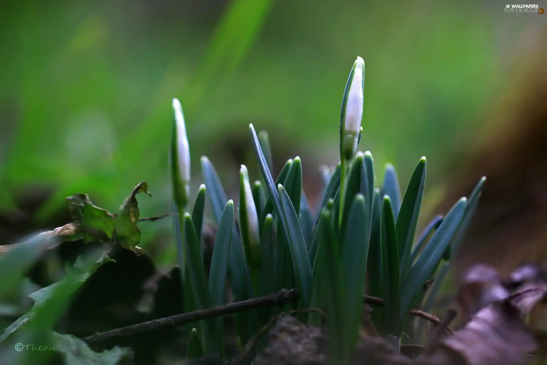 Spring, snowdrops, Buds