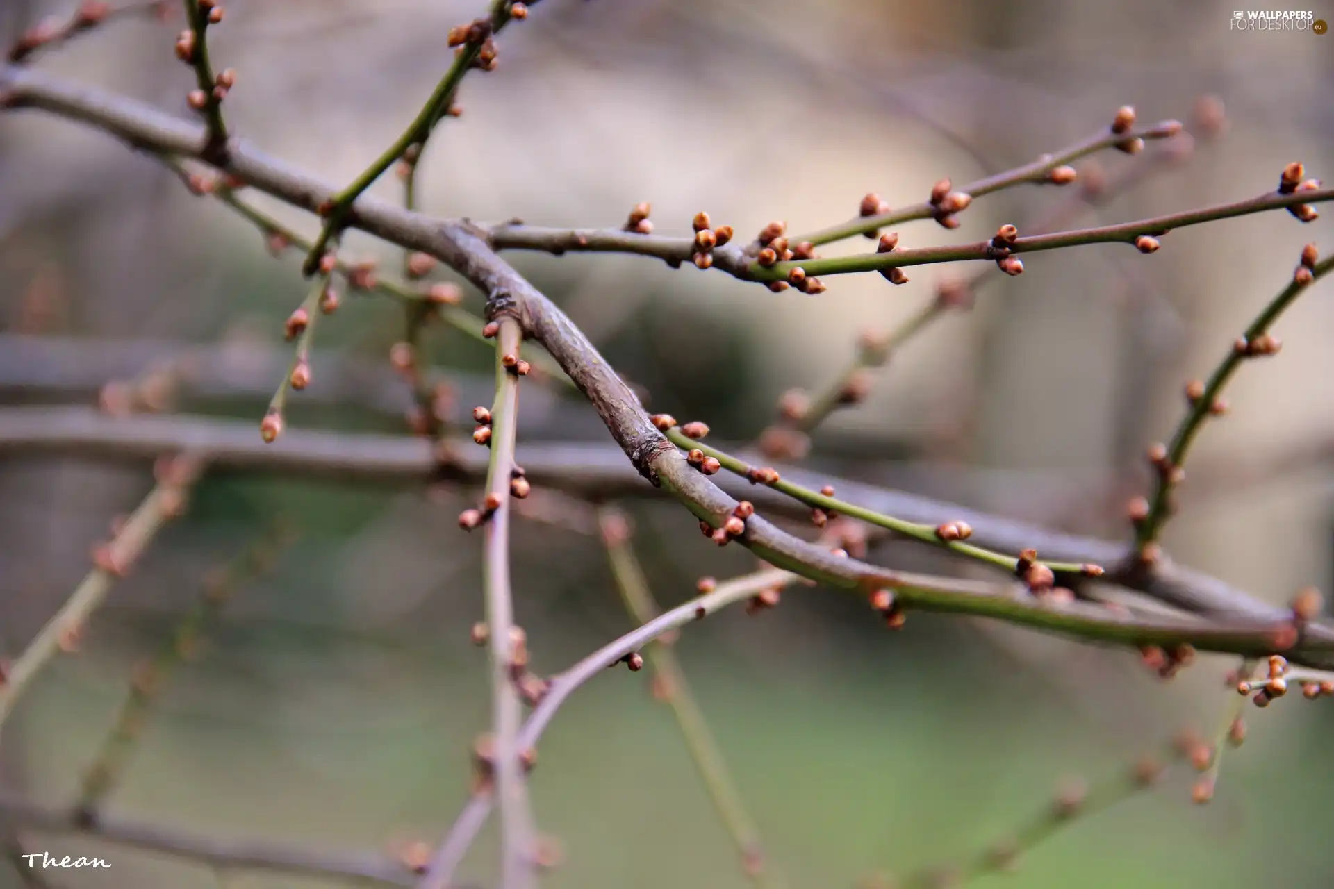 Buds, tree, Spring, an