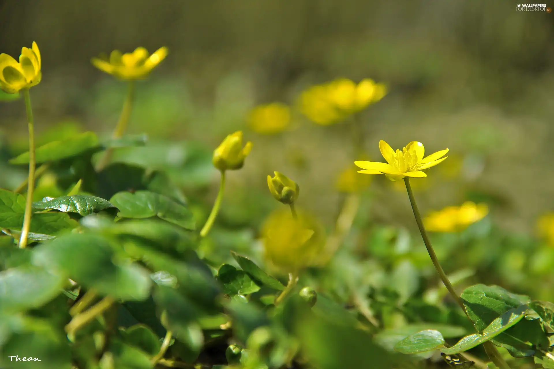 fig buttercup, Flowers, Spring, Yellow