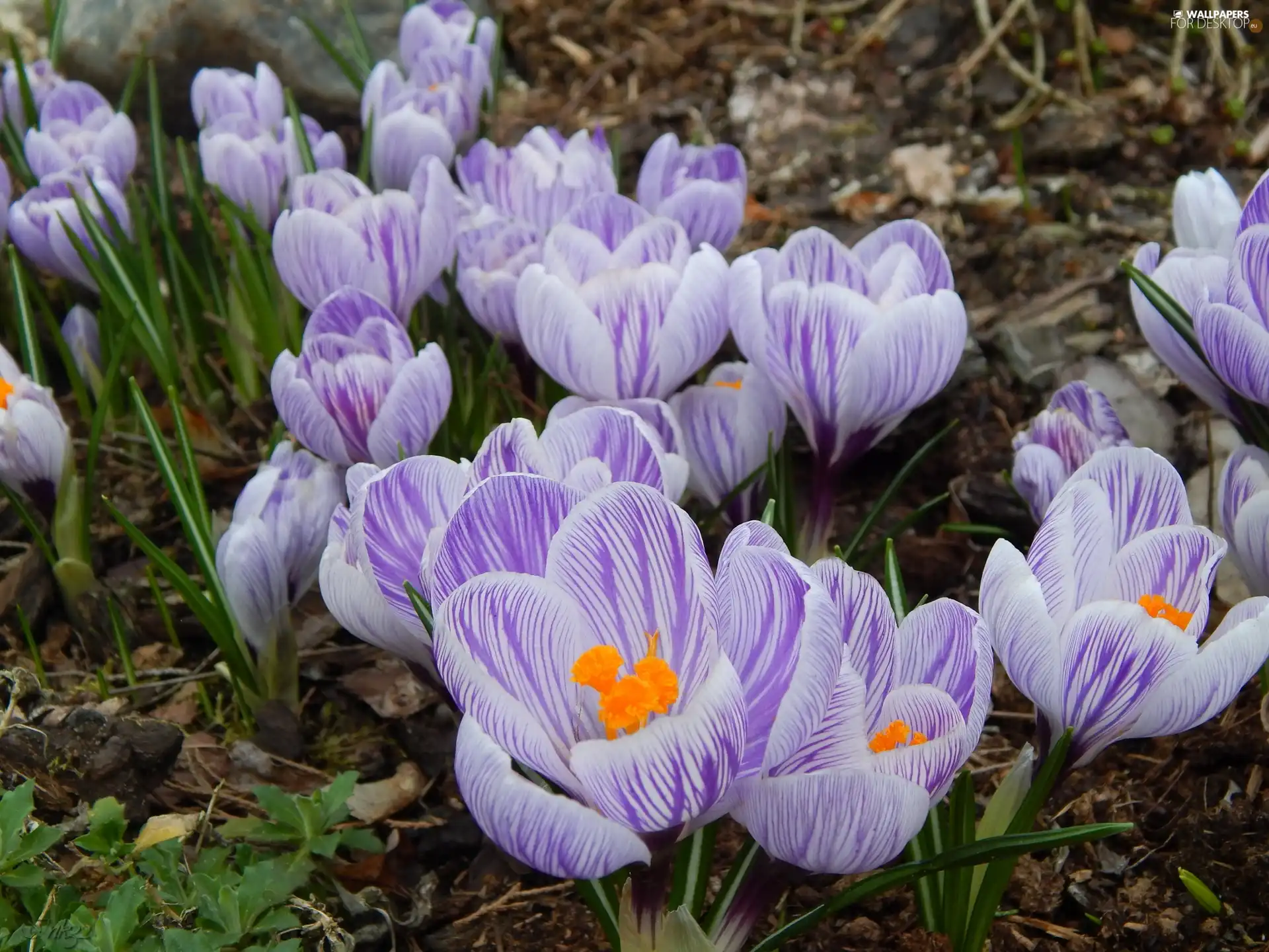 crocuses, stripes, Spring, purple