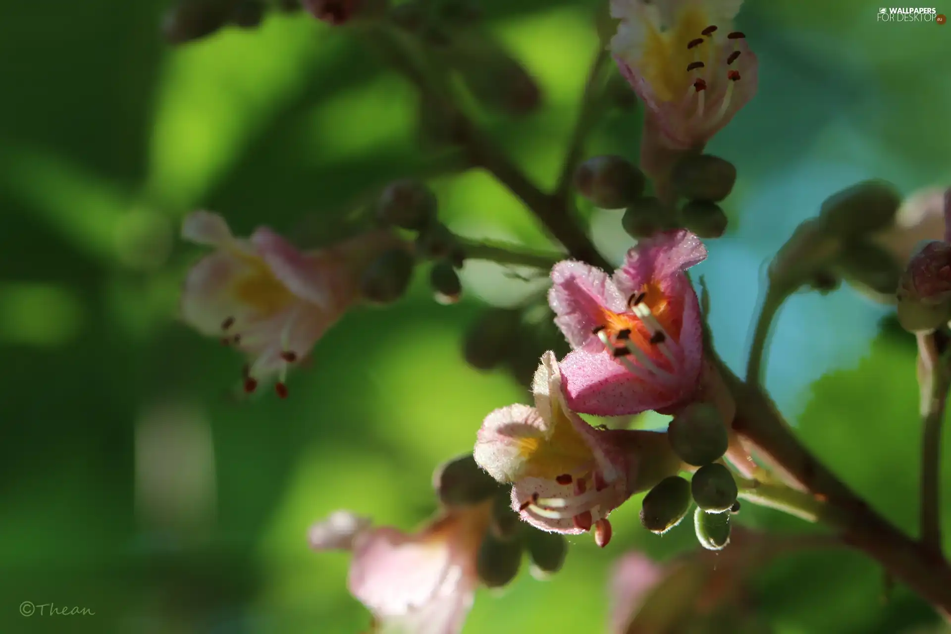 Spring, chestnut, Flowers