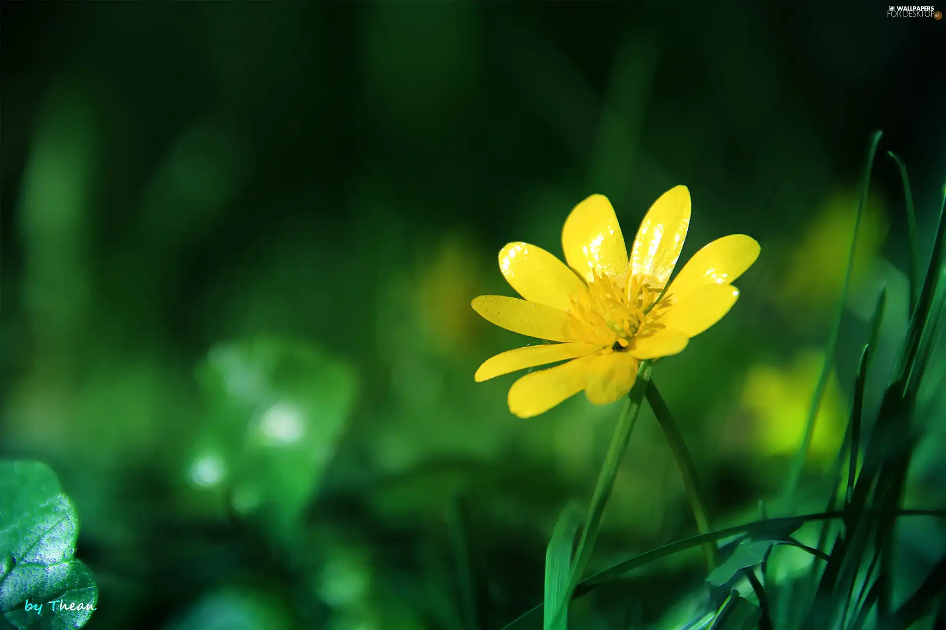 Colourfull Flowers, Yellow, spring