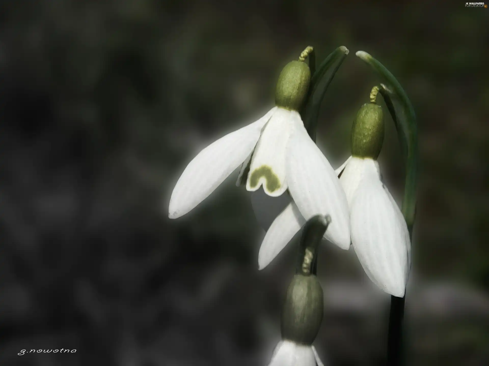 Spring, snowdrops, Flowers