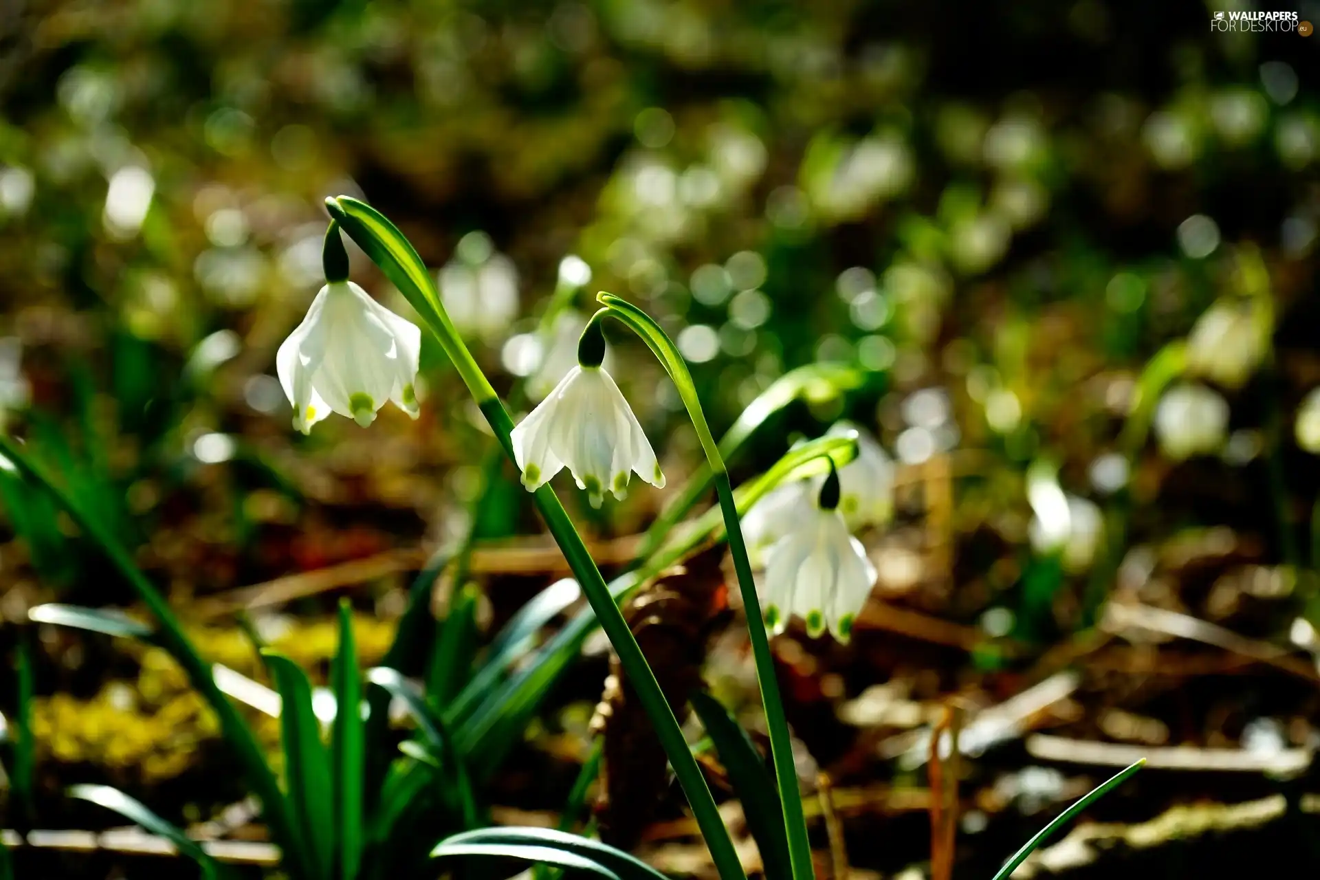 Spring, Flowers, flurry