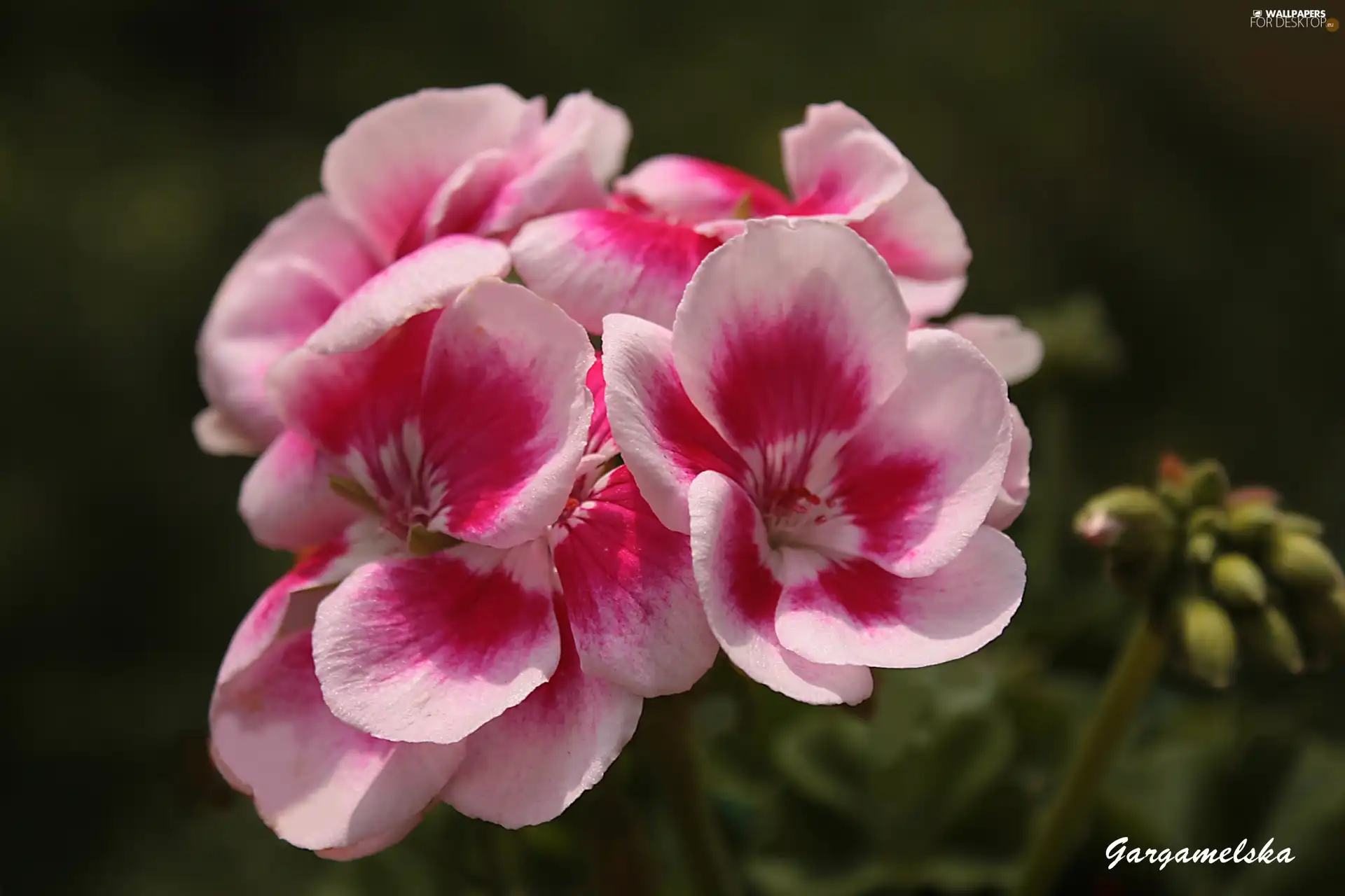 geranium, Spring