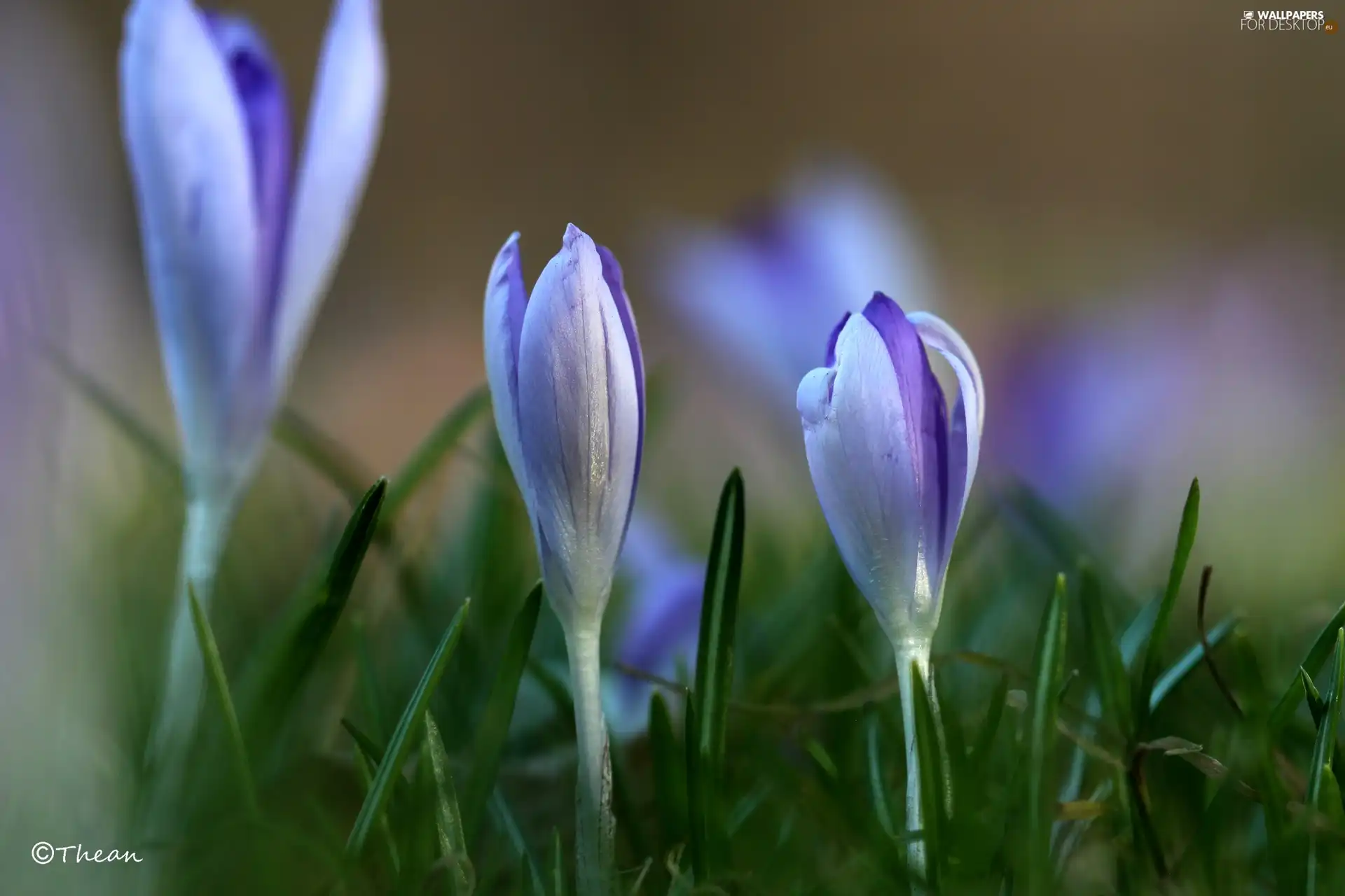 lilac, Flowers, Spring, crocuses