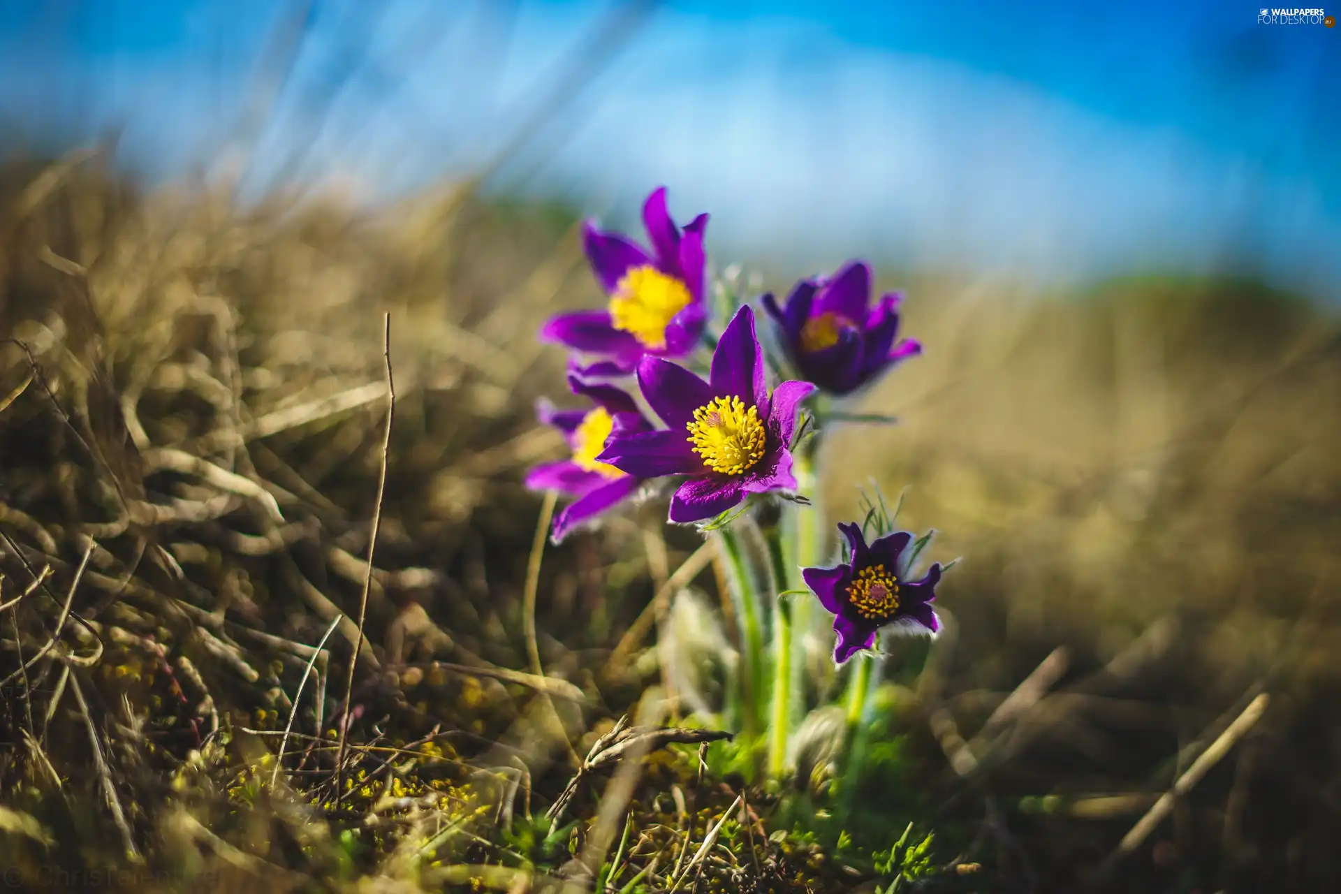 Spring, Flowers, pasque