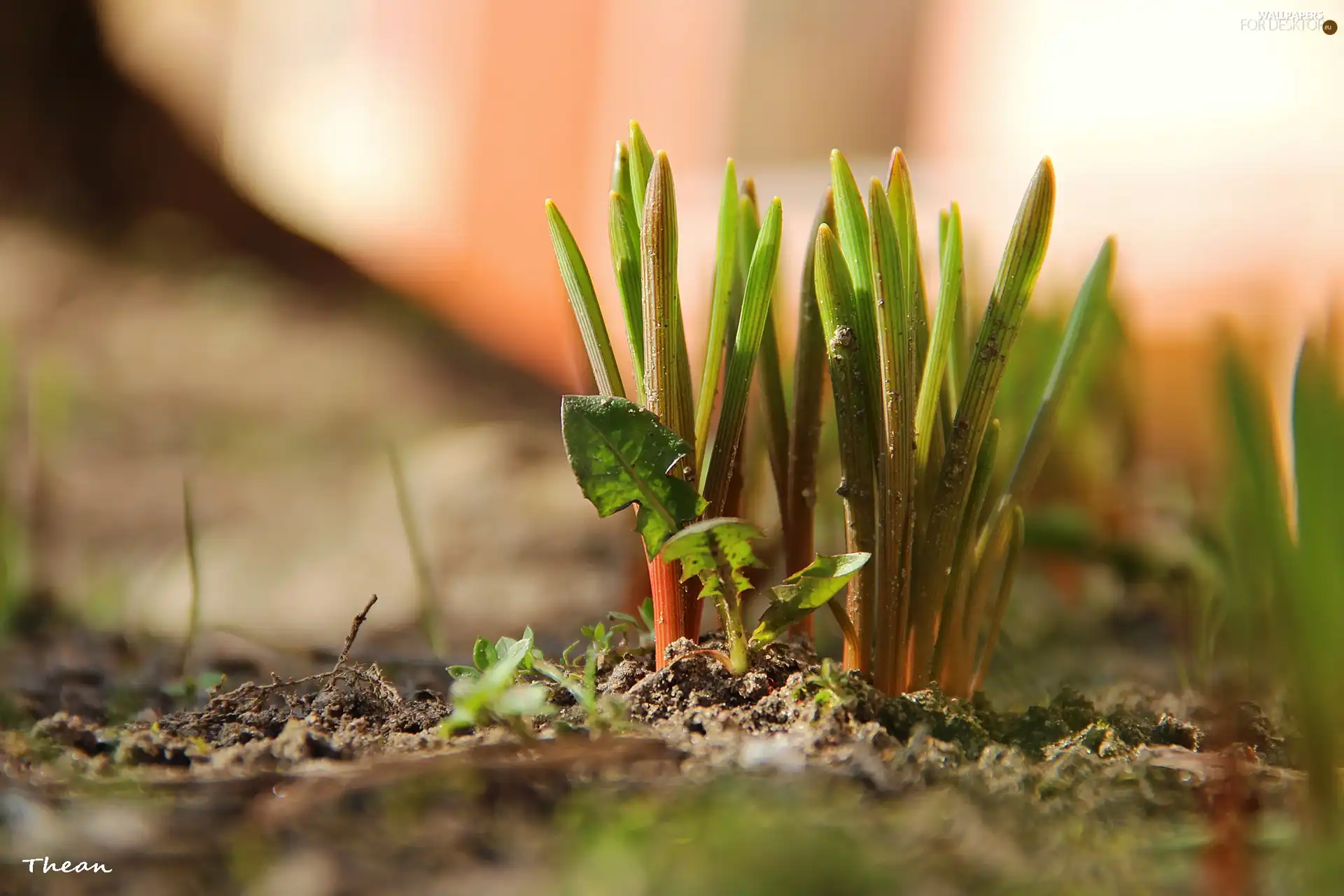 Spring, young, Plants