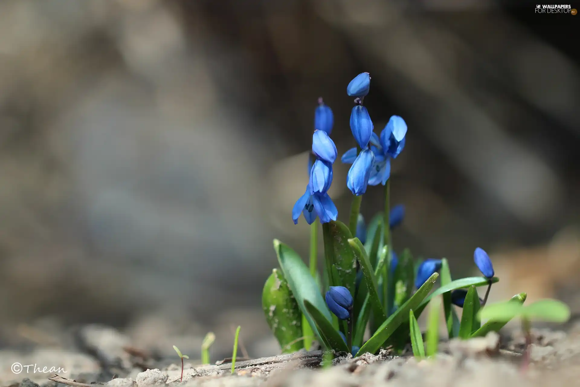 Siberian squill, Flowers, Spring, Blue