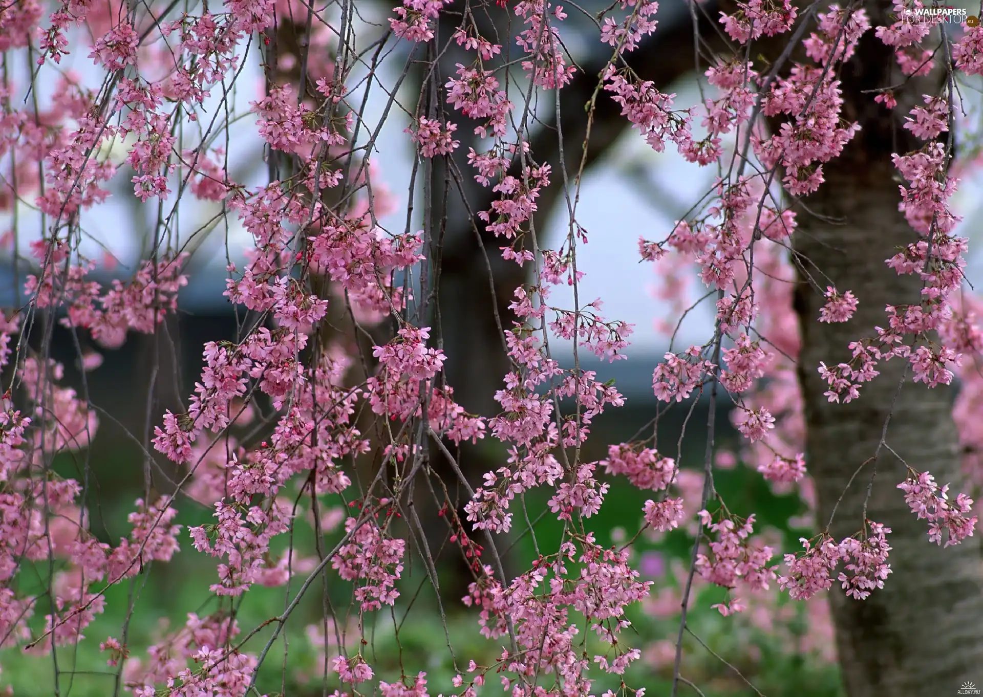 Spring, flourishing, trees