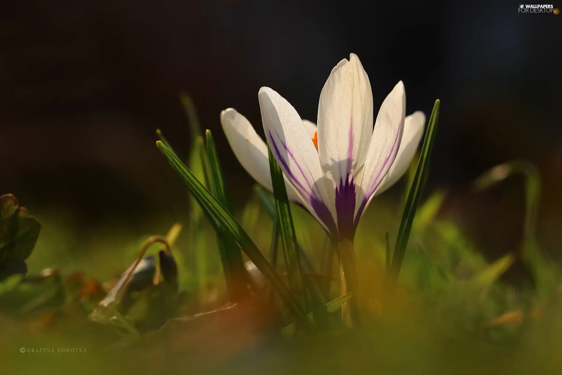 White, Colourfull Flowers, Spring, crocus