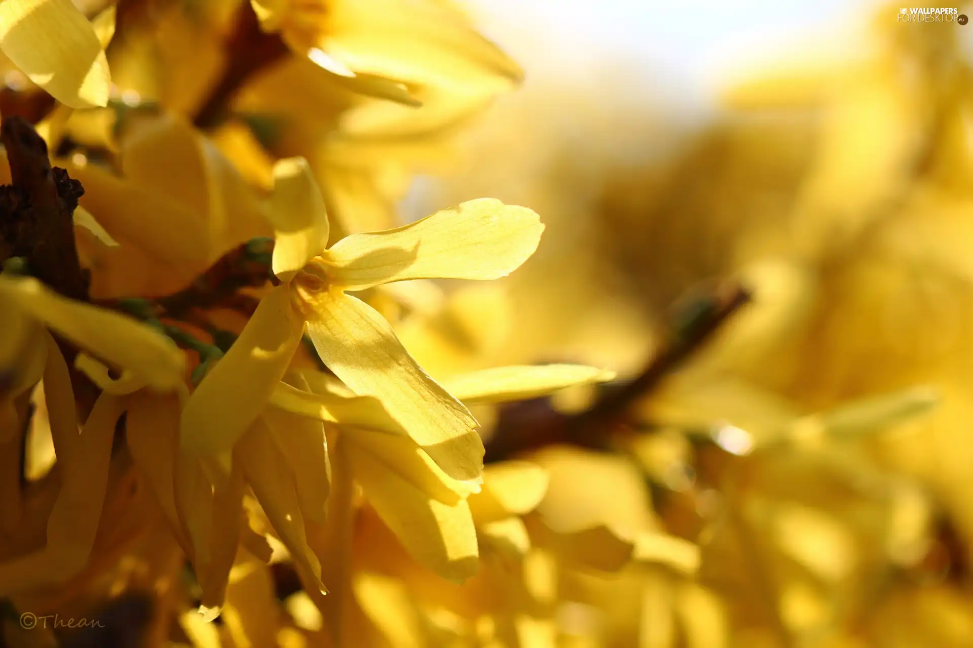 Yellow, forsythia, Spring, Flowers
