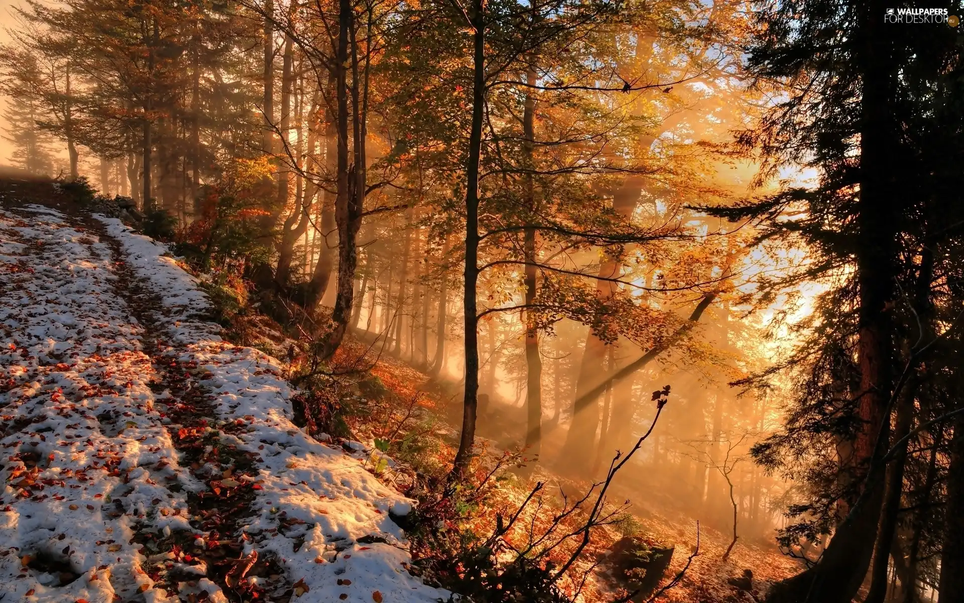 sprinkle, snow, forest, Fog, autumn