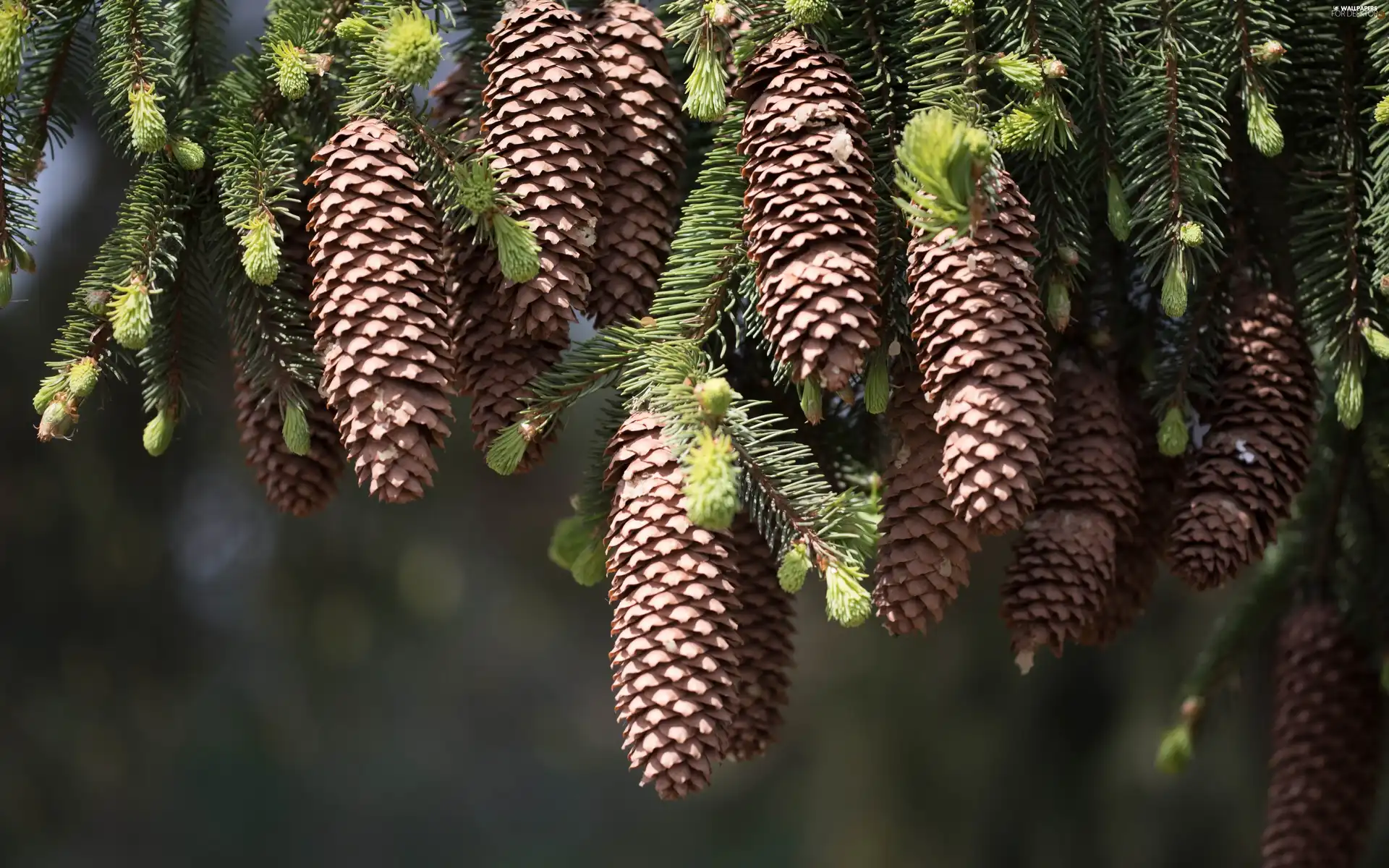 cones, spruce