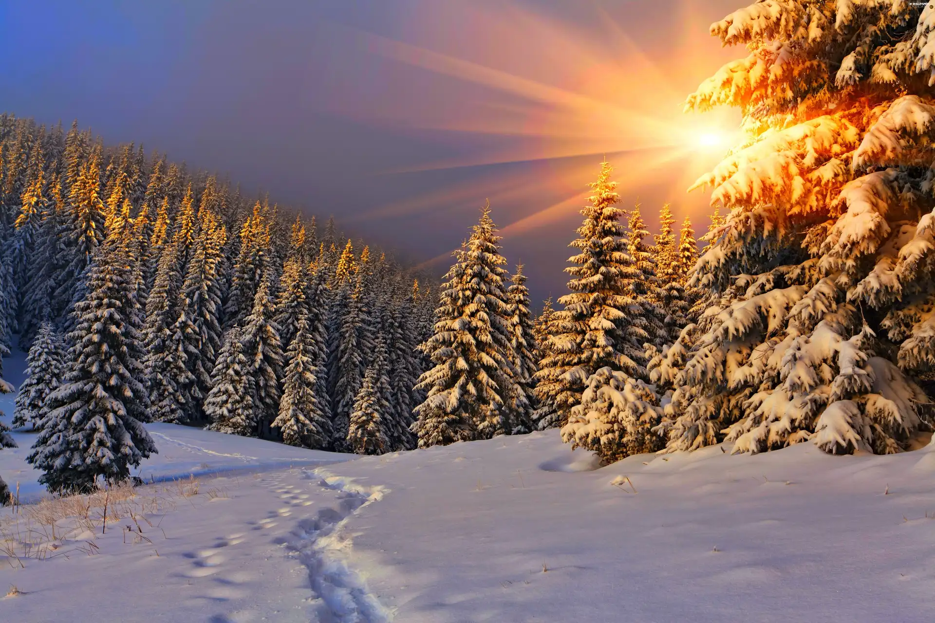 forest, Spruces, traces, rays, glamour, snow, winter, sun