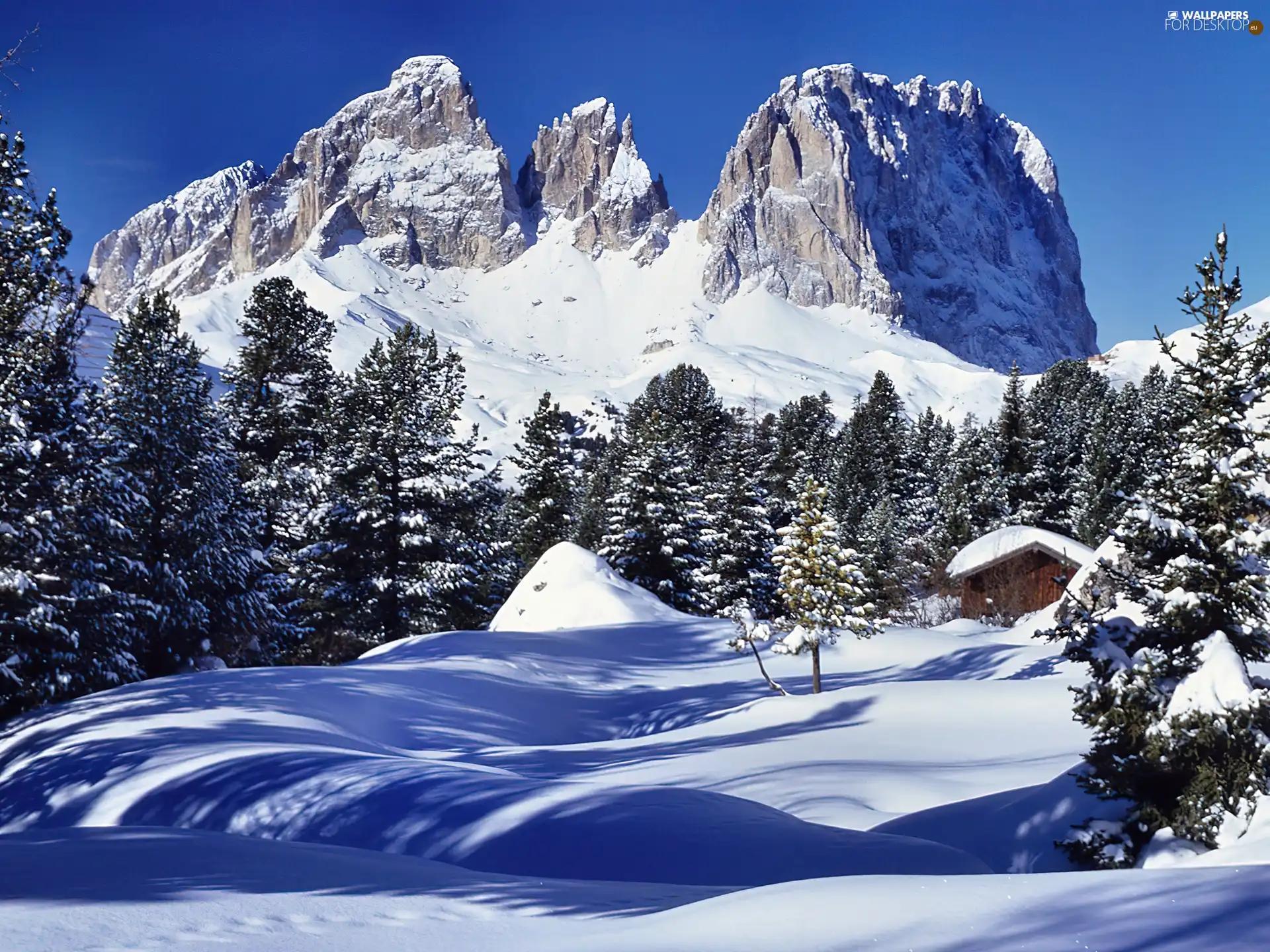 winter, frosty, Spruces, Mountains