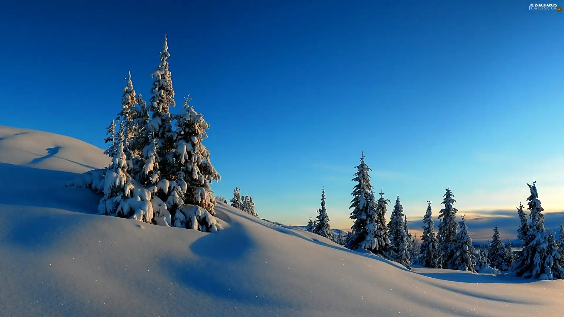 winter, Snowy, Spruces, Mountains