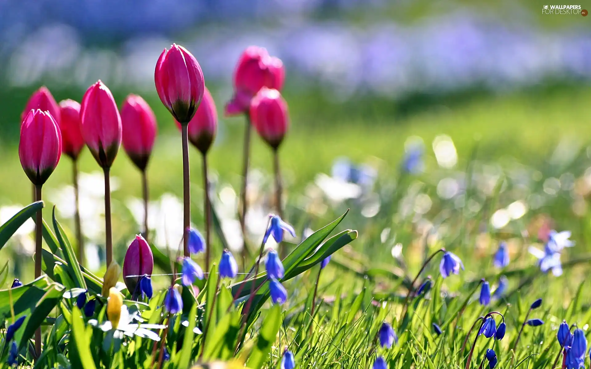 Spring, Tulips, squill, Garden