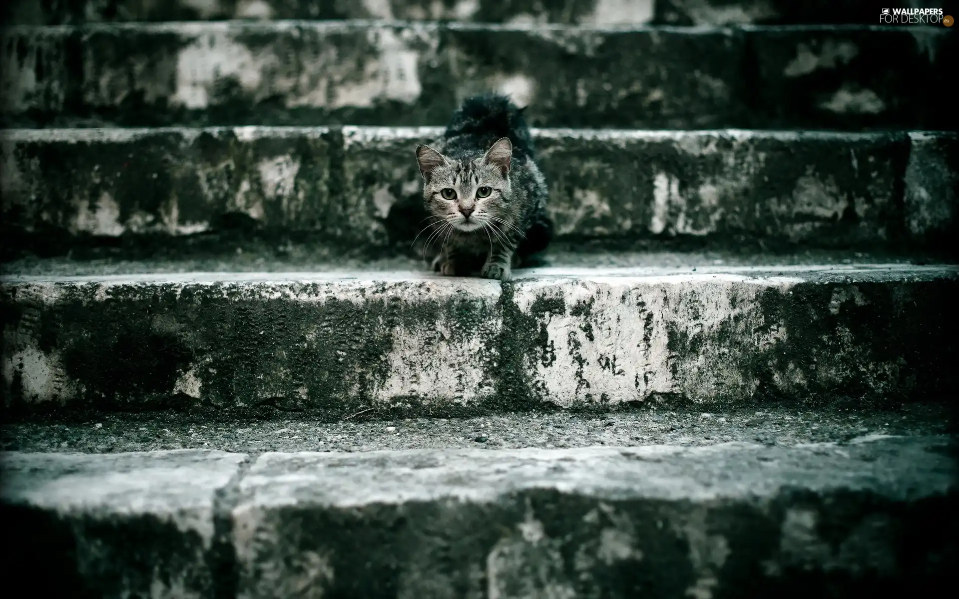 cat, Stairs