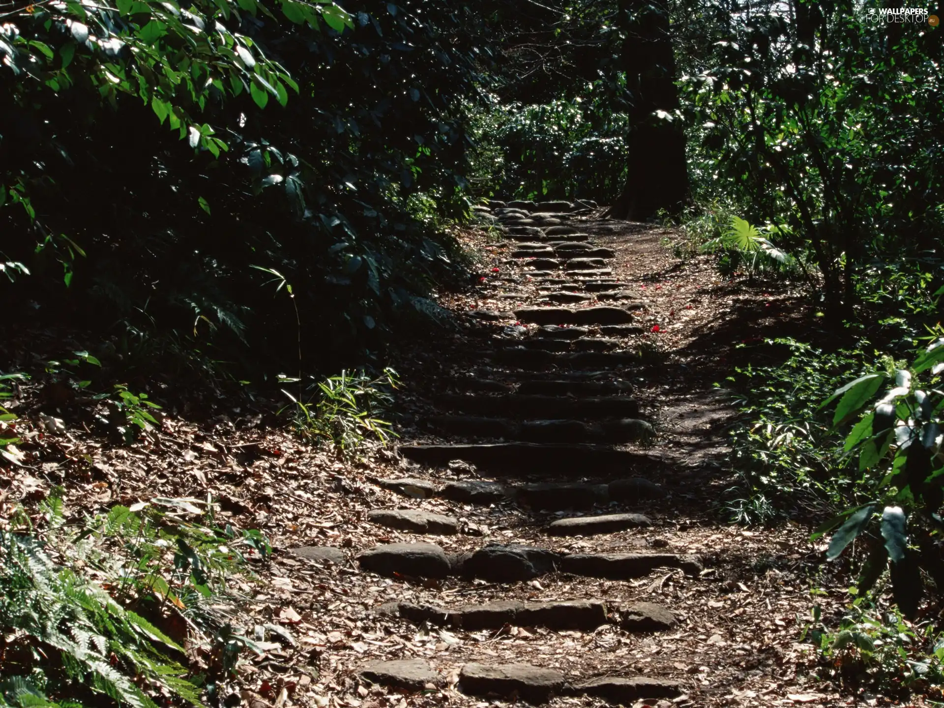 forest, Stone, Stairs, Path