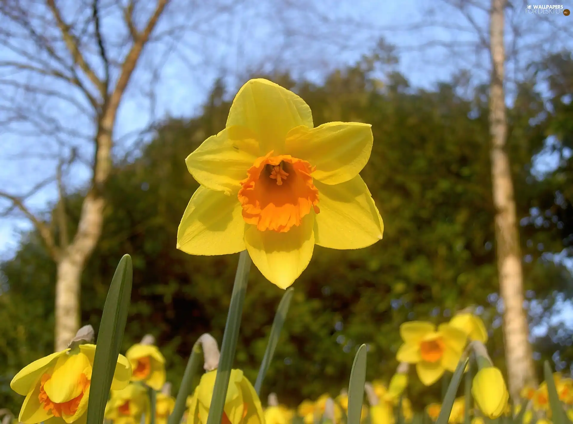 narcissus, stalk