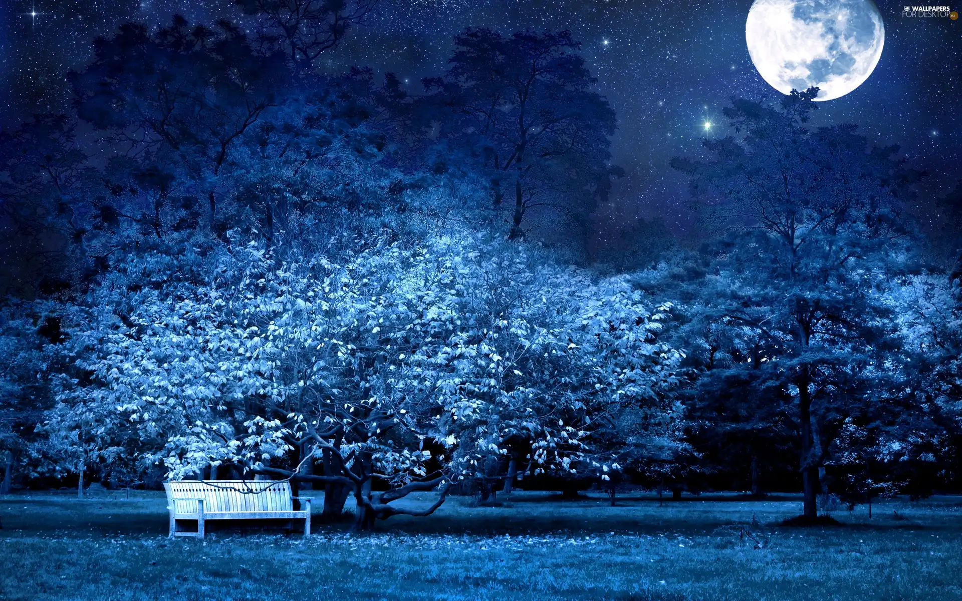 star, Bench, Night, moon, Park