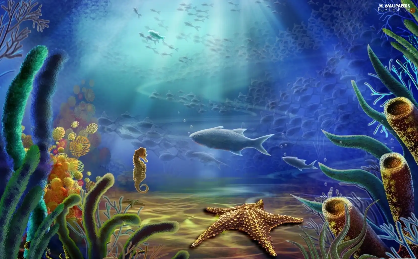 starfish, Ocean, fish