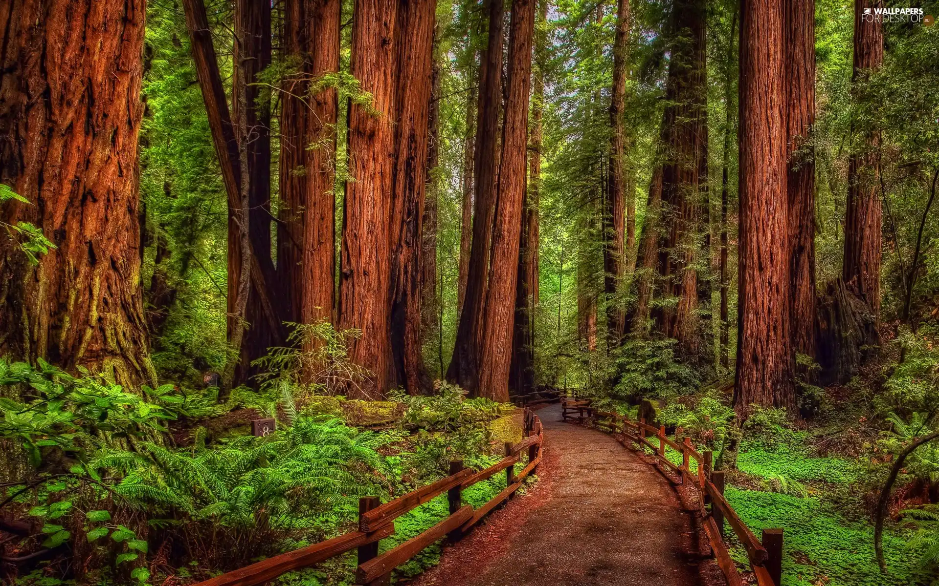California, The United States, forest, trees, Way, Redwood National Park, redwoods, fern, viewes