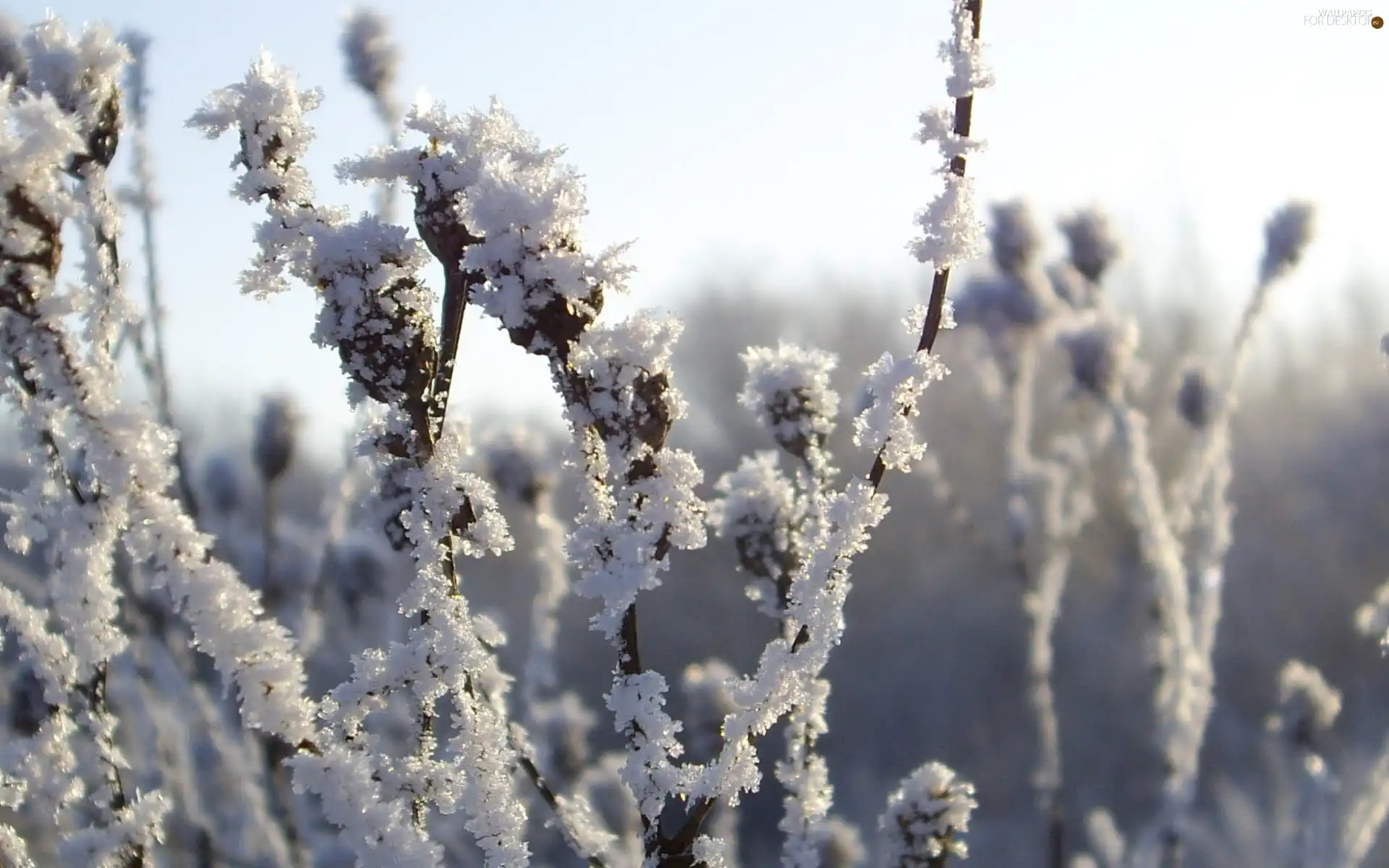 stems, frozen, Plants