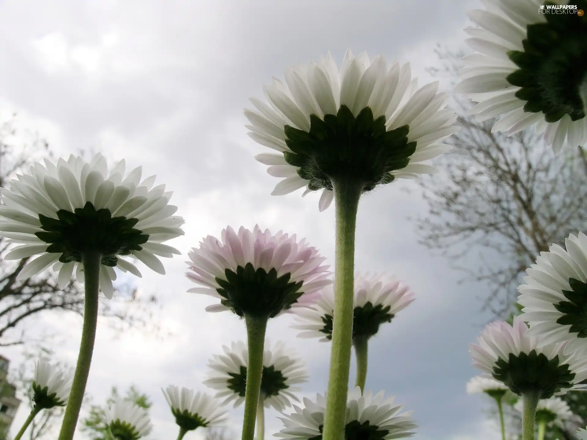 White, Longs, stems, Flowers