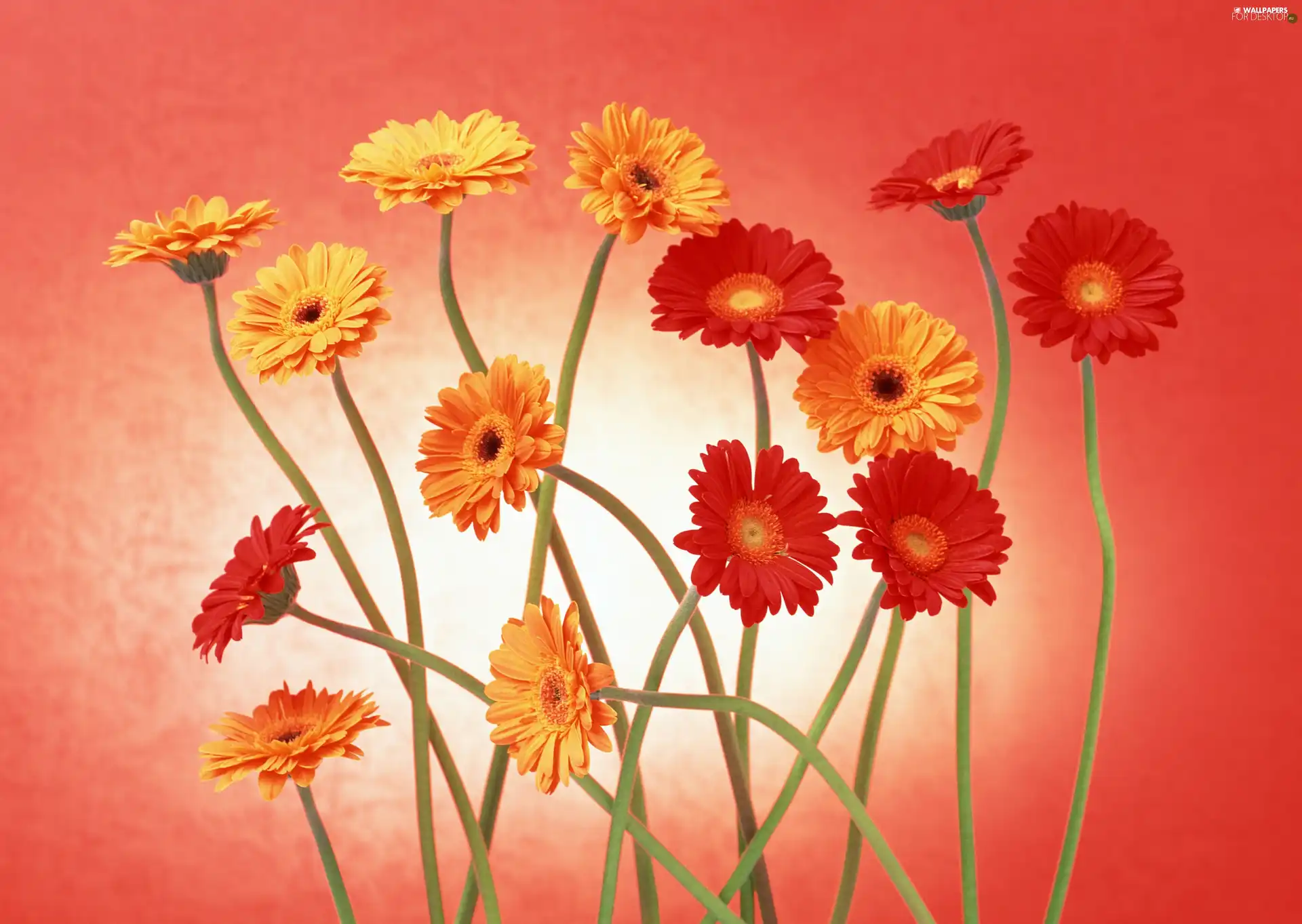 yellow, gerberas, stems, Red