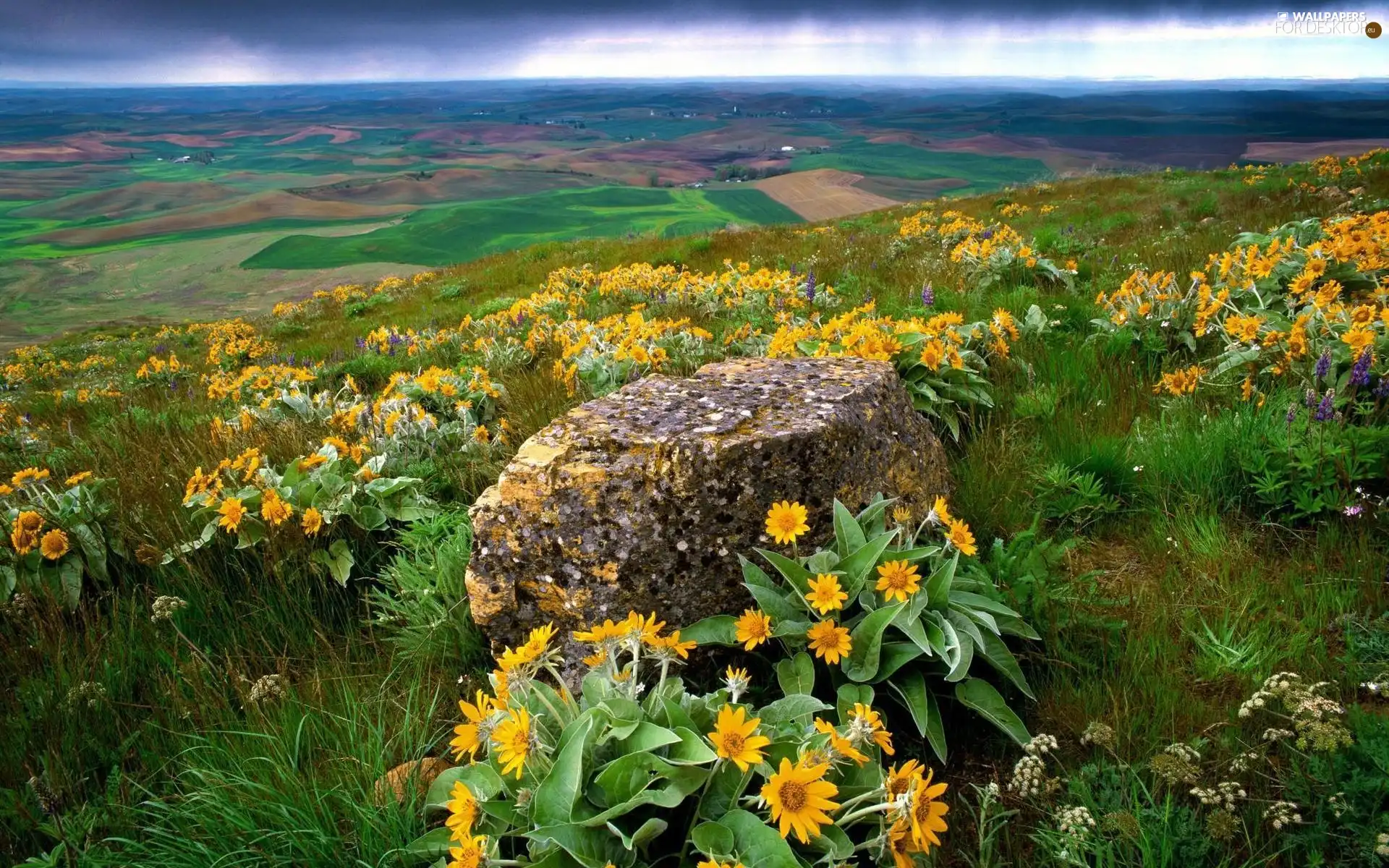 Stone, Meadow, Flowers