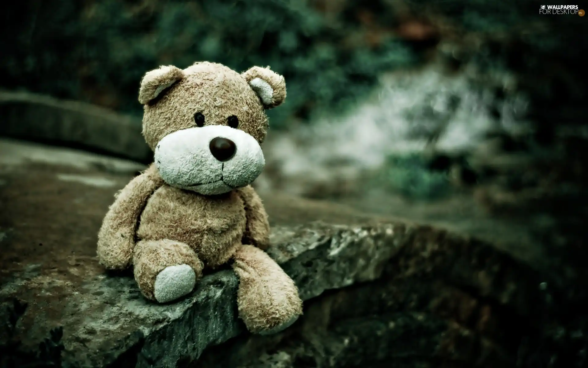 toy, Plush, Stone, teddy bear