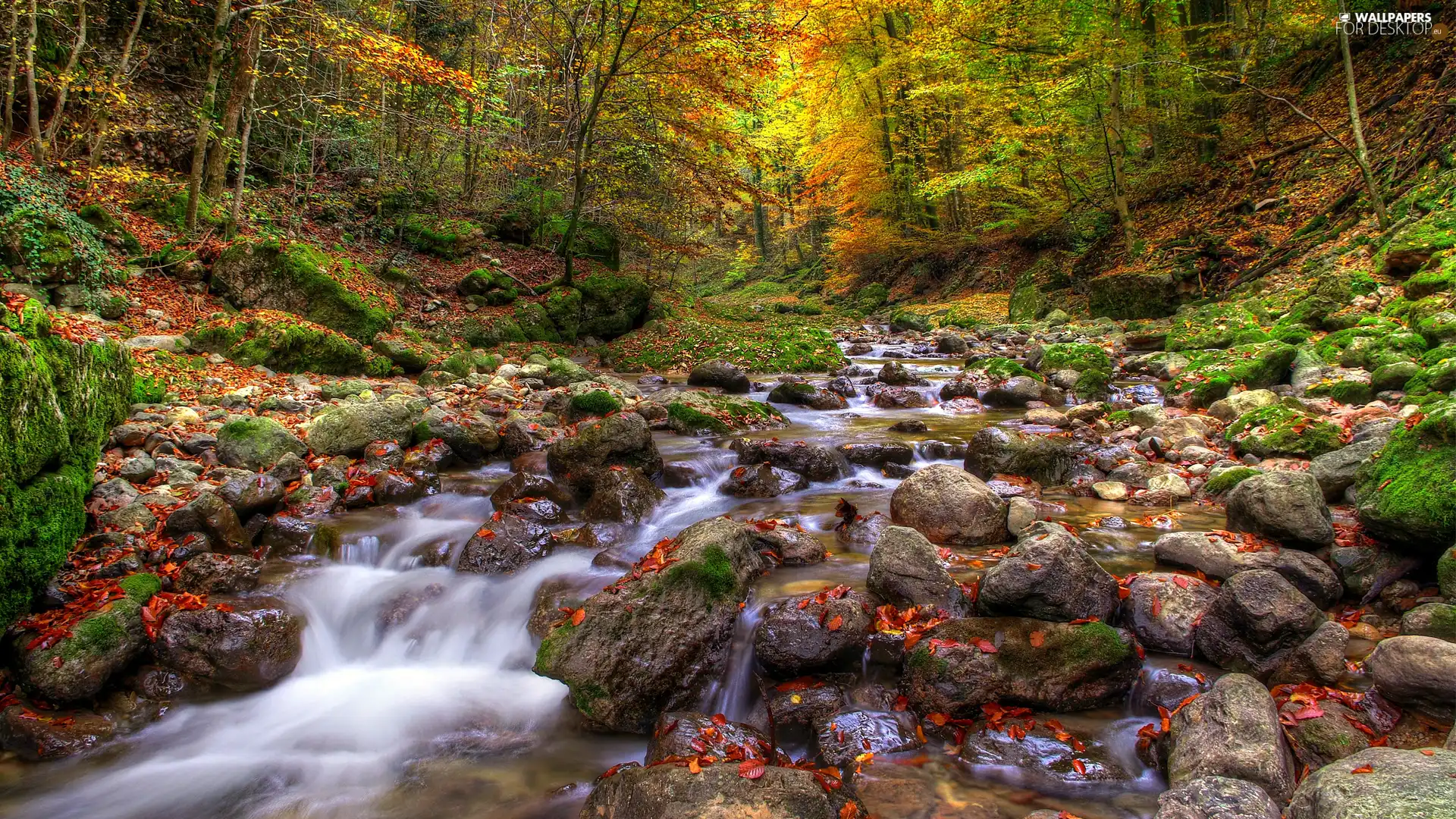 autumn, brook, Stones, forest
