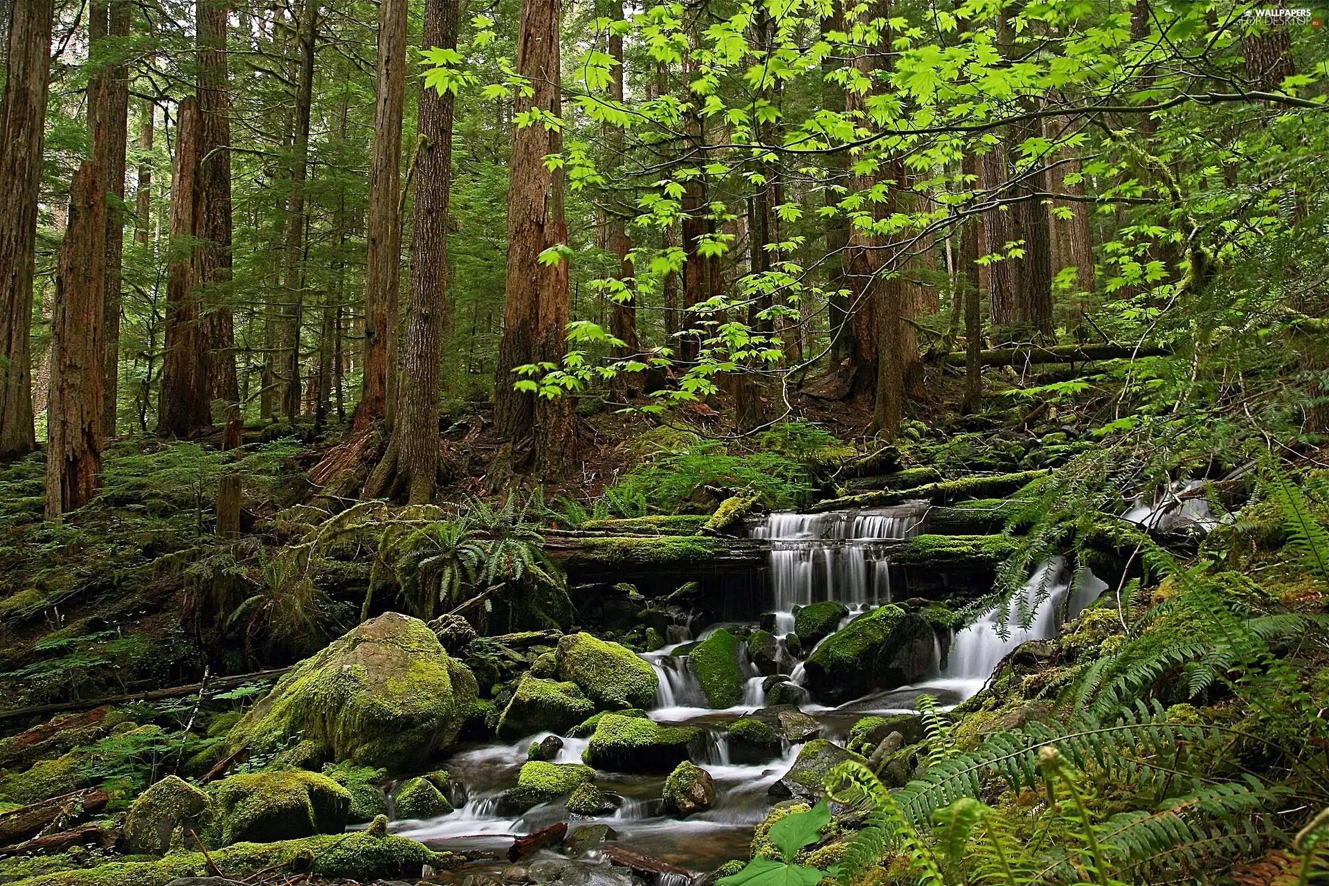 Stones, forest, cascade