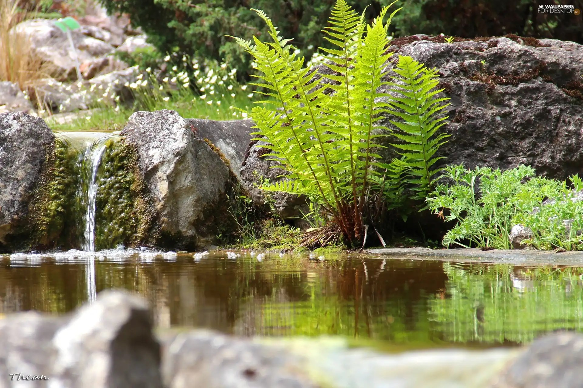 fern, water, Stones, eye