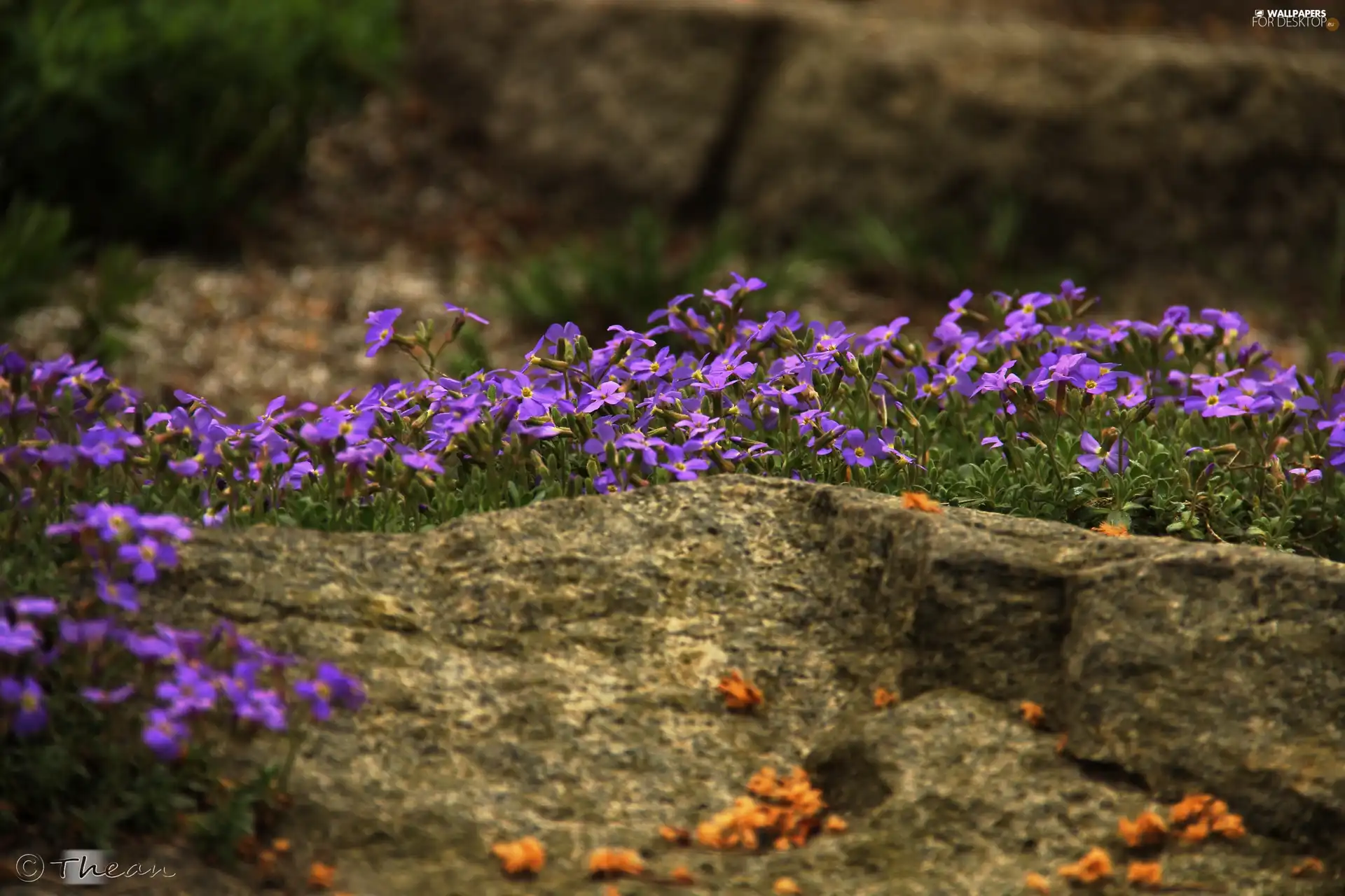 Stones, purple, Flowers