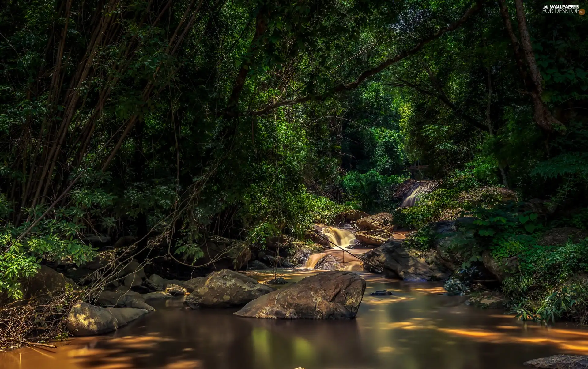 forest, cascade, Stones, River