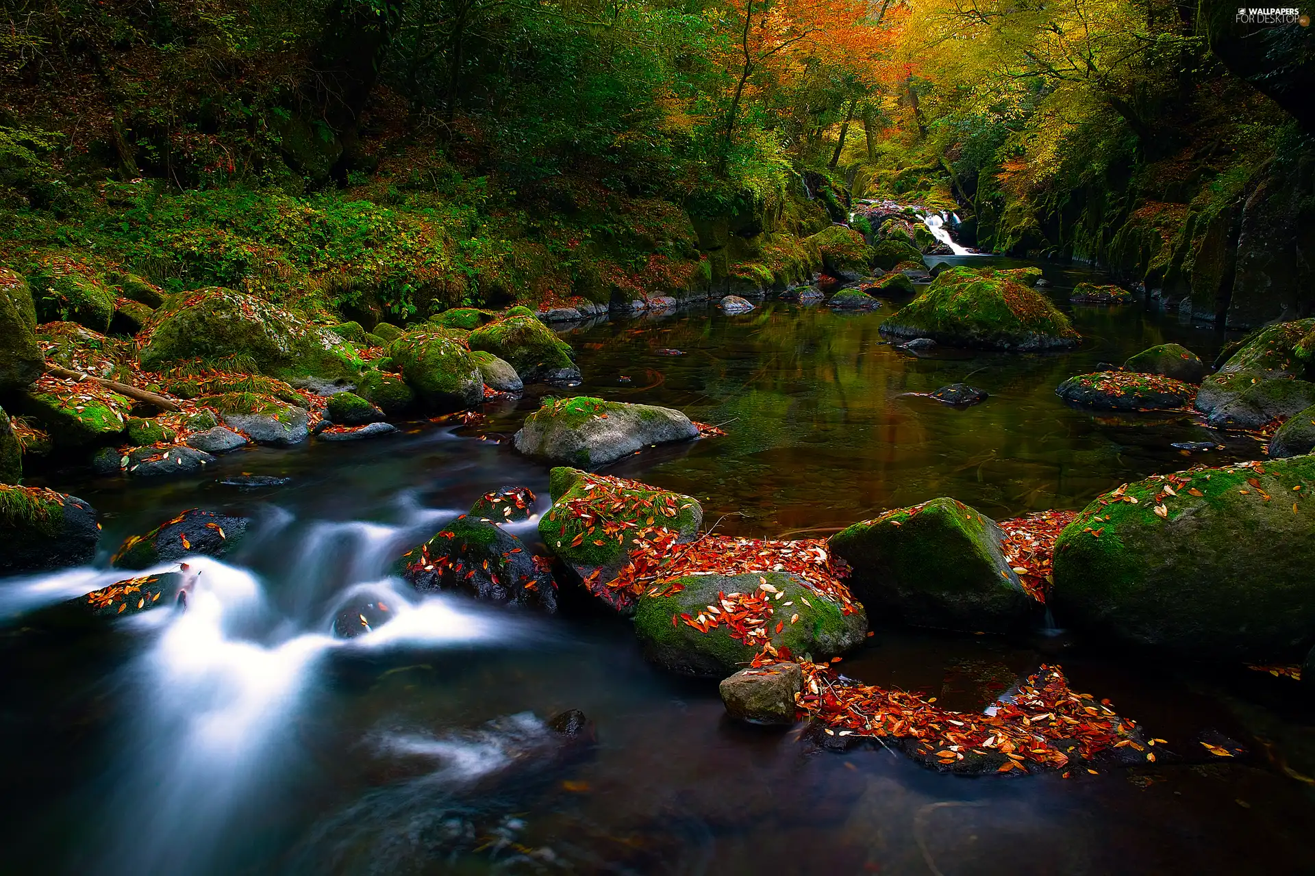 Stones, River, forest