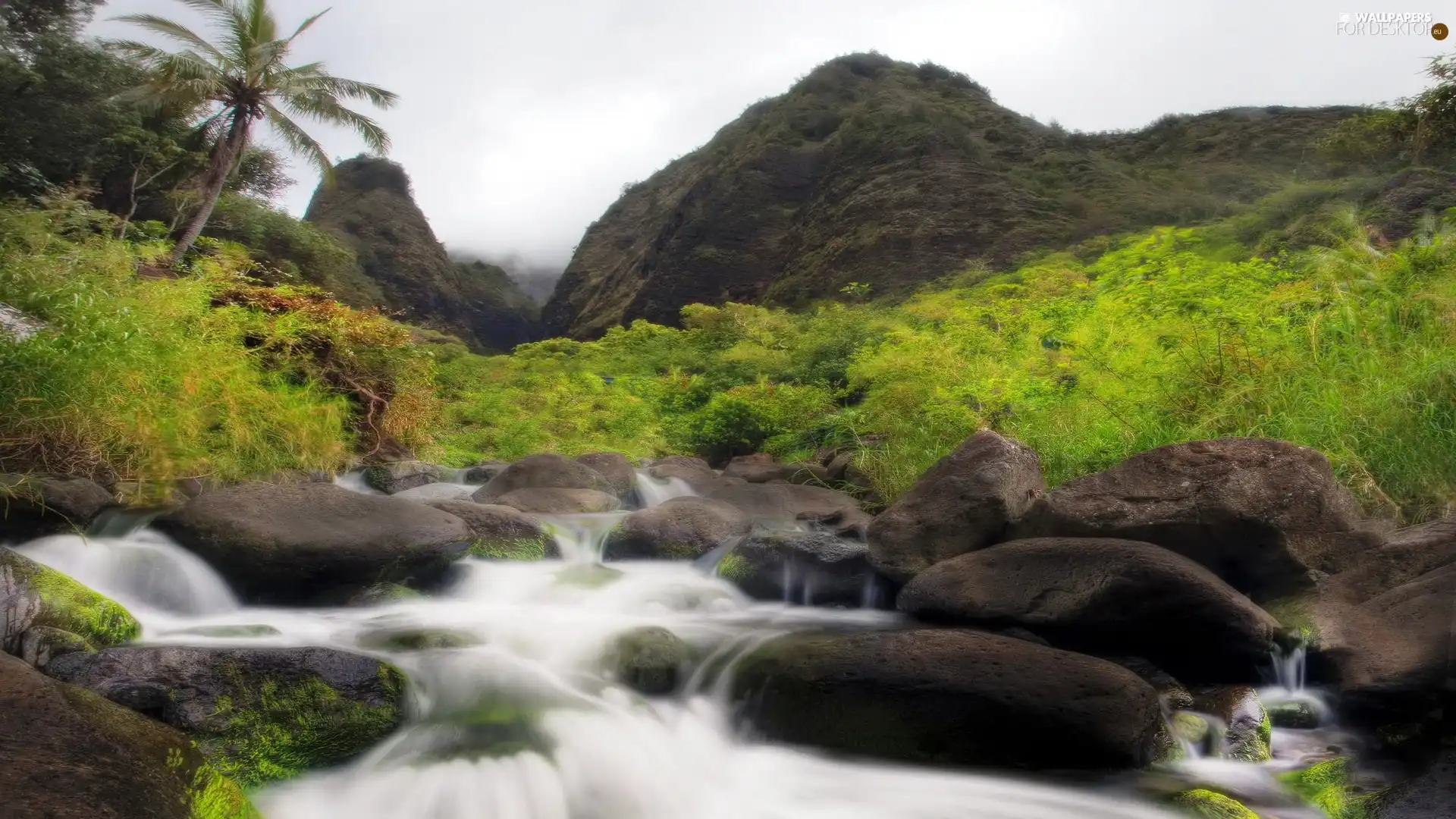 mountains, Palm, Stones, brook