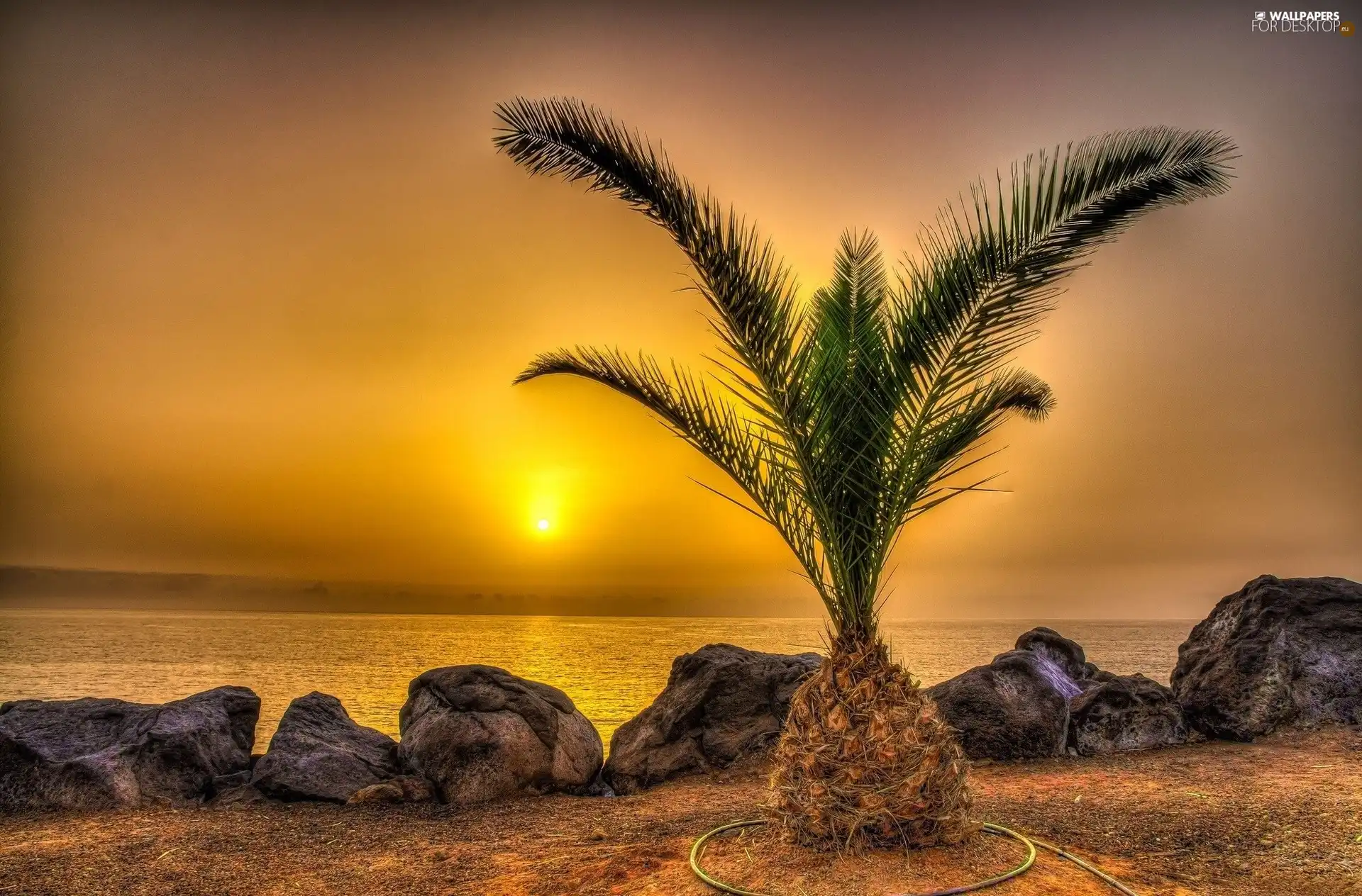 Stones, Palm, west, sun, sea