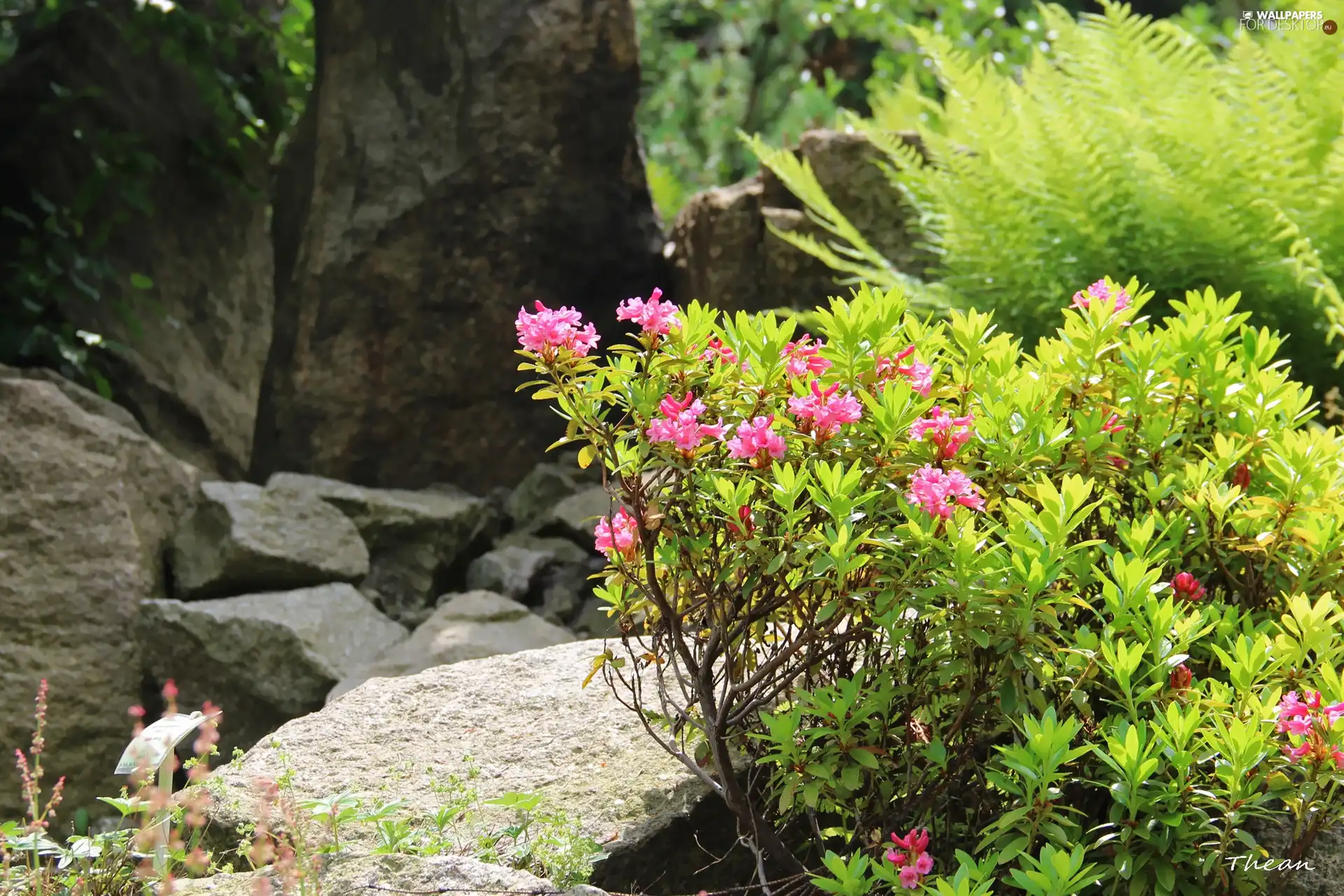 Pink, Bush, Stones, Flowers