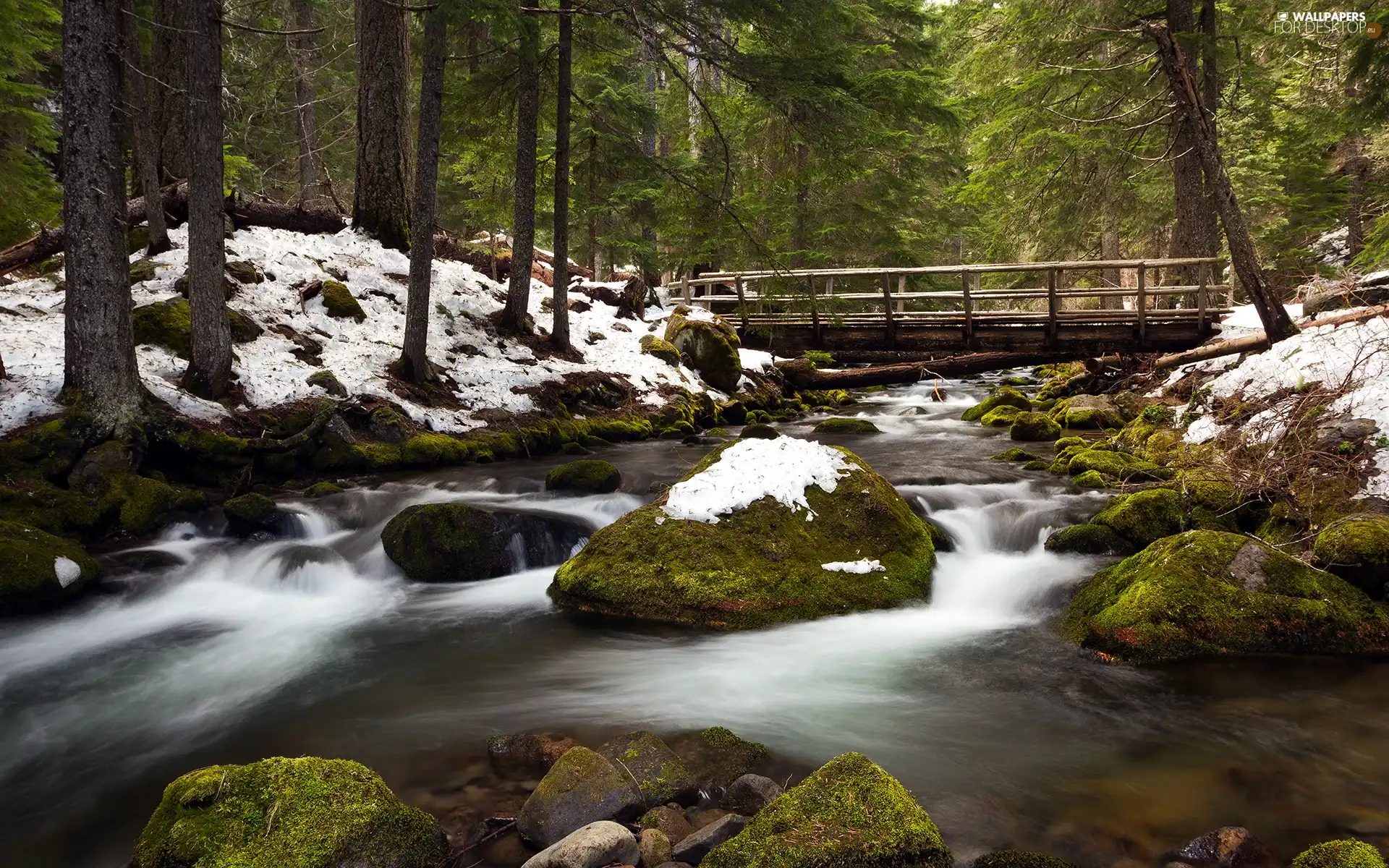 River, bridges, Stones, forest